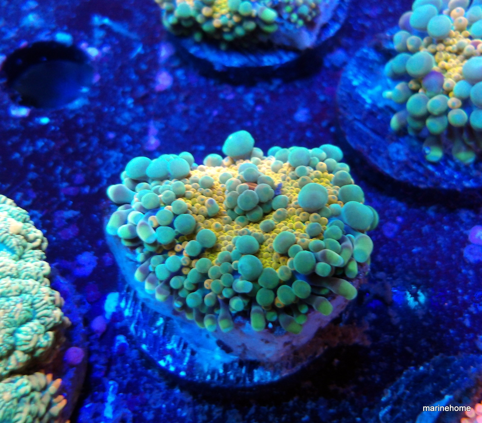 KODAK Digital Still Camera