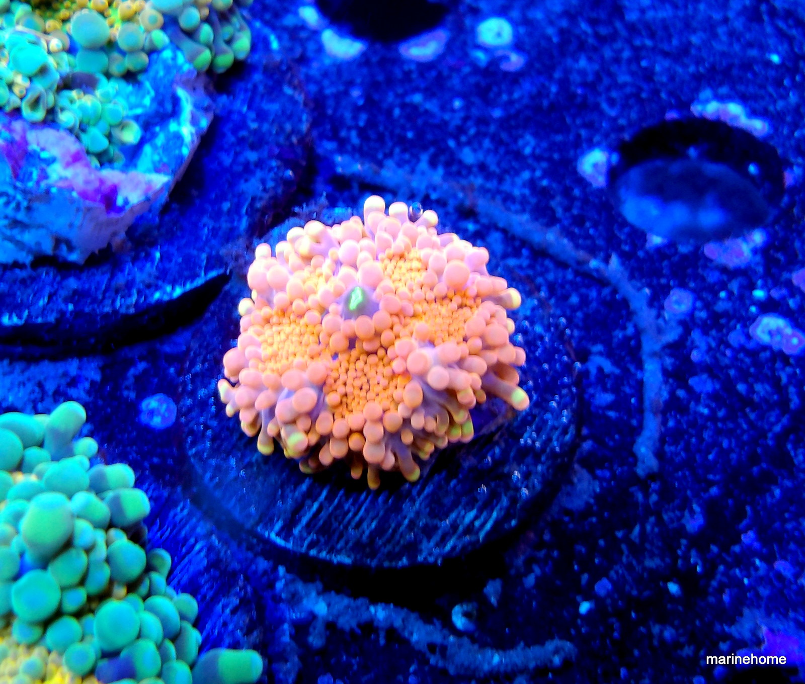 KODAK Digital Still Camera