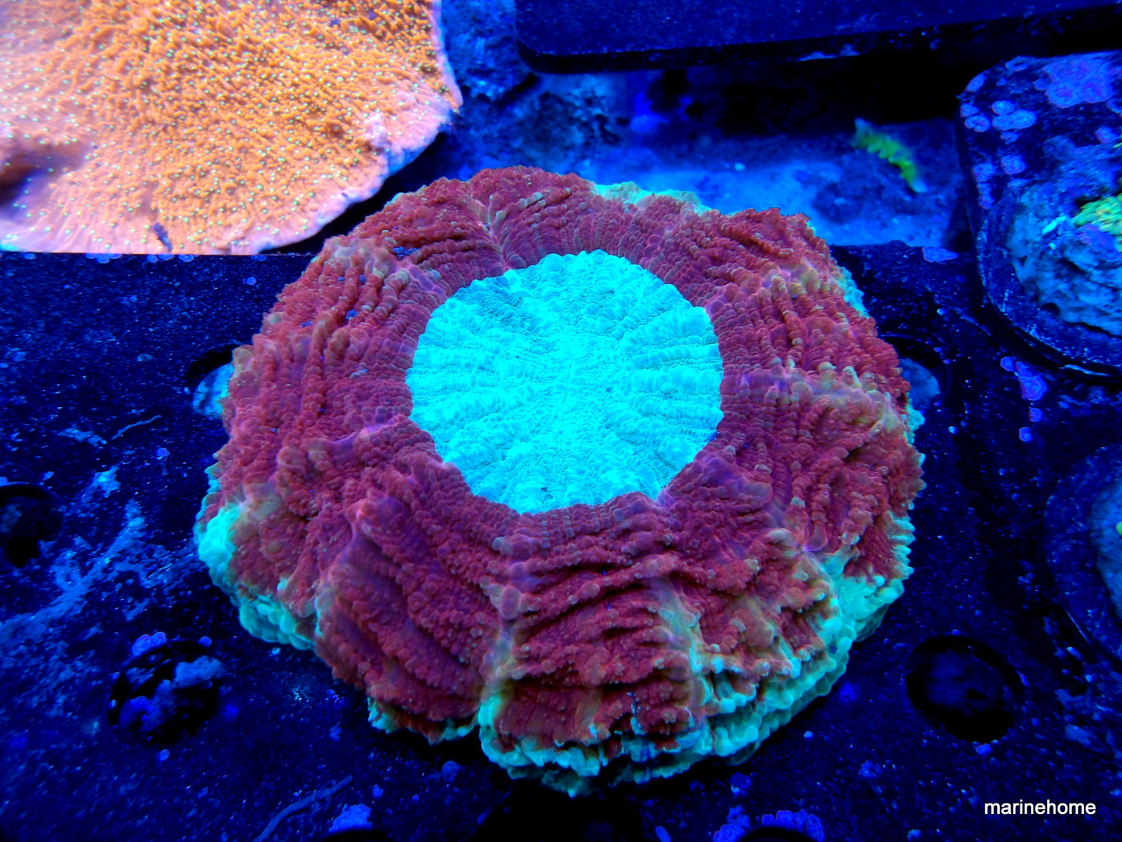 KODAK Digital Still Camera