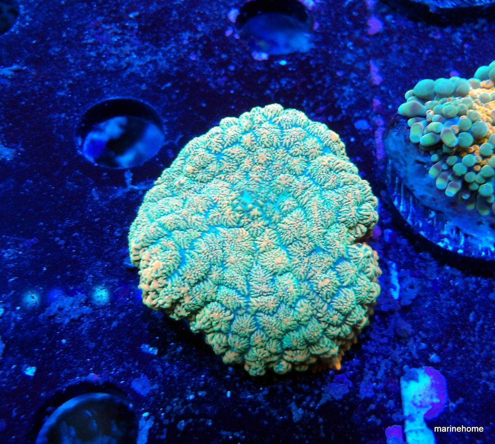 KODAK Digital Still Camera