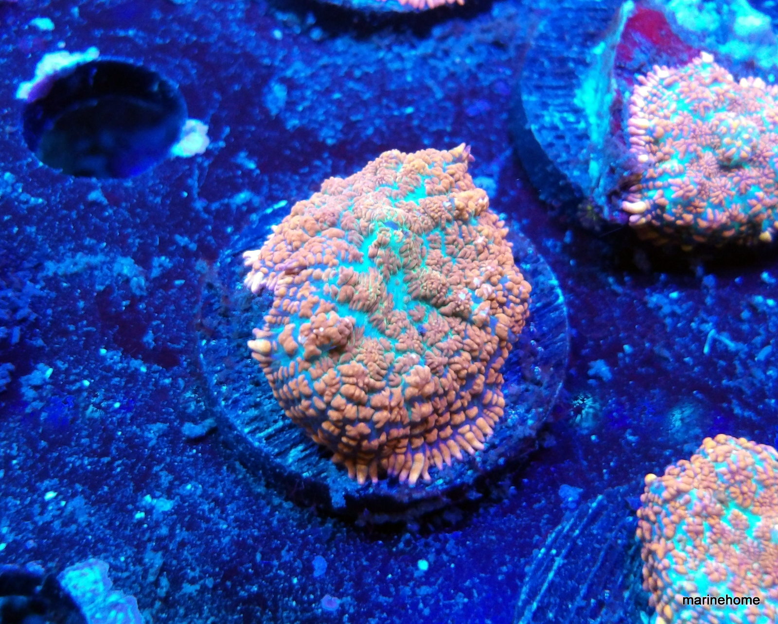 KODAK Digital Still Camera