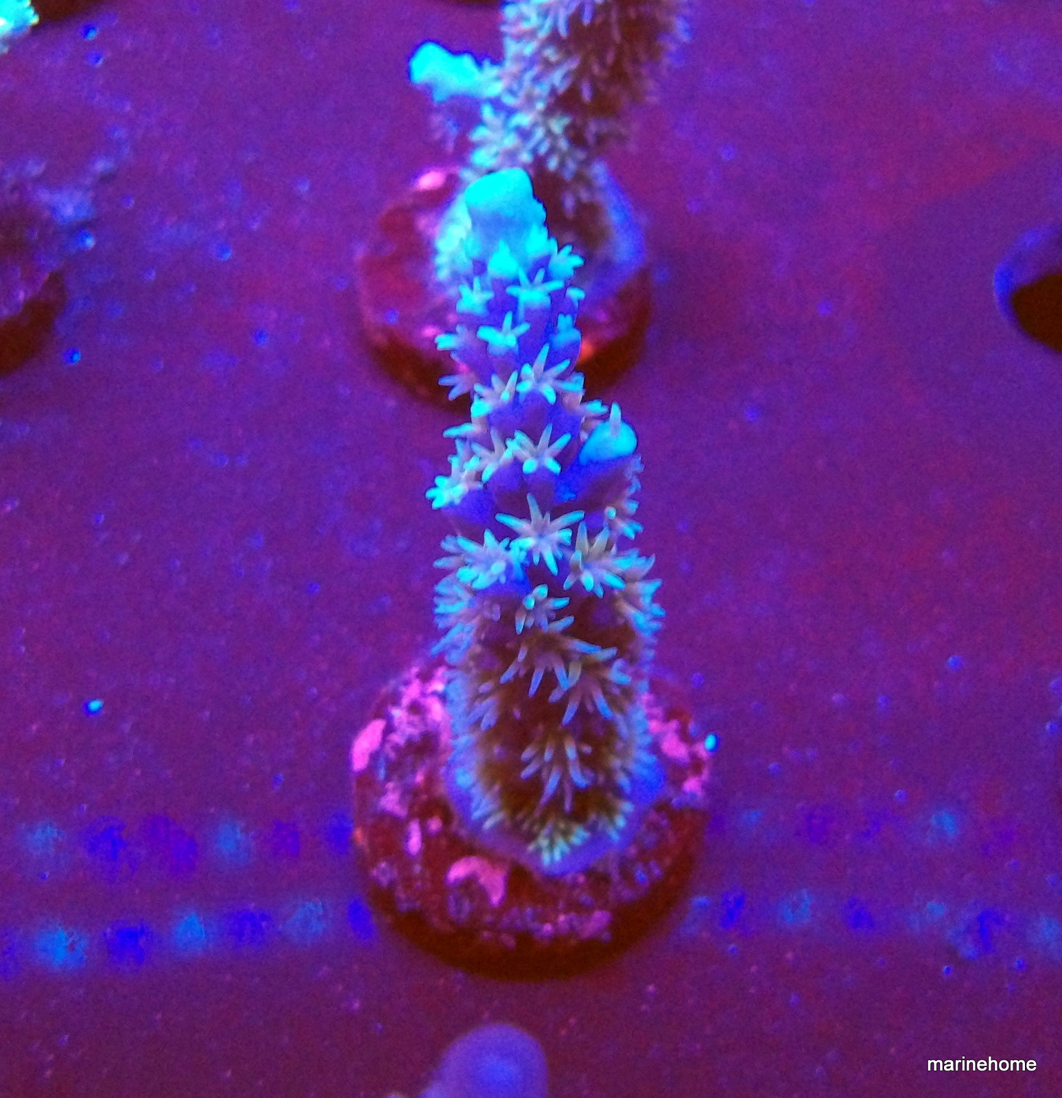 KODAK Digital Still Camera