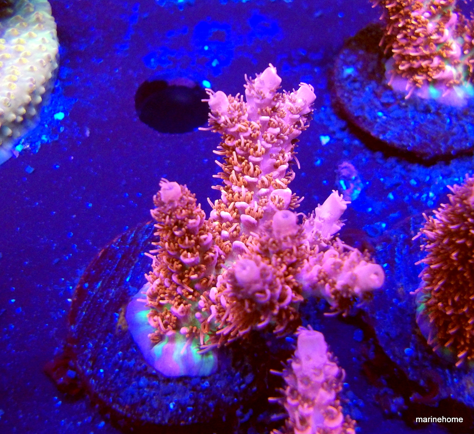 KODAK Digital Still Camera