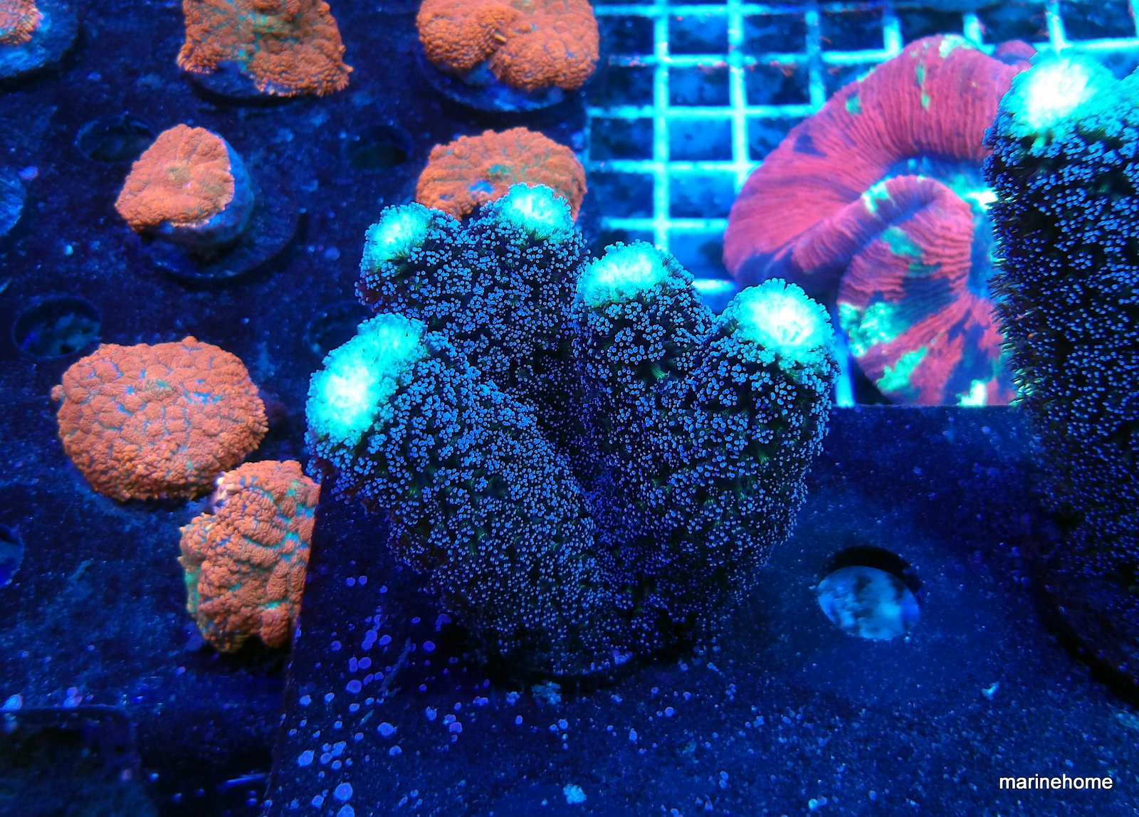 KODAK Digital Still Camera