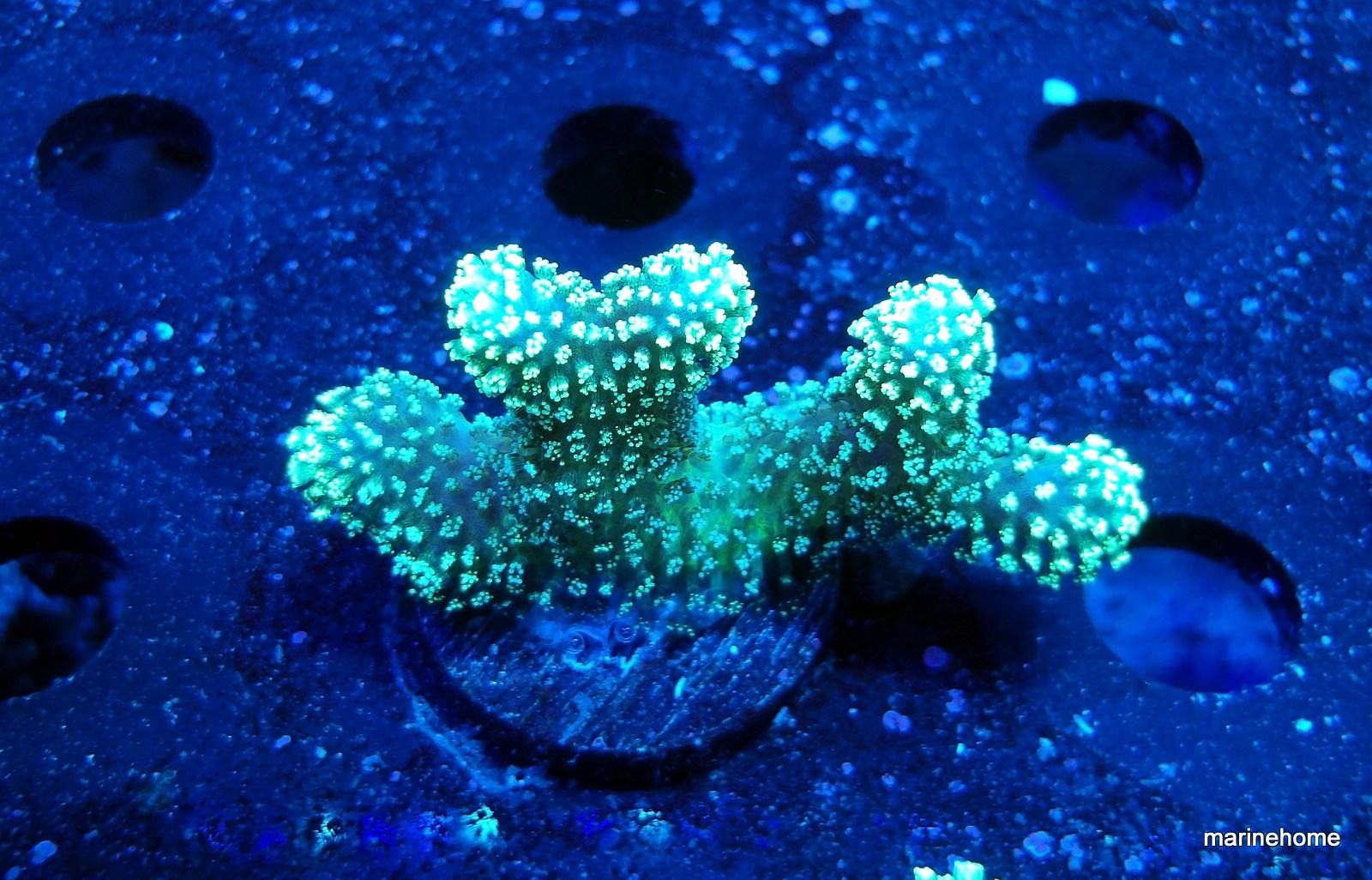 KODAK Digital Still Camera