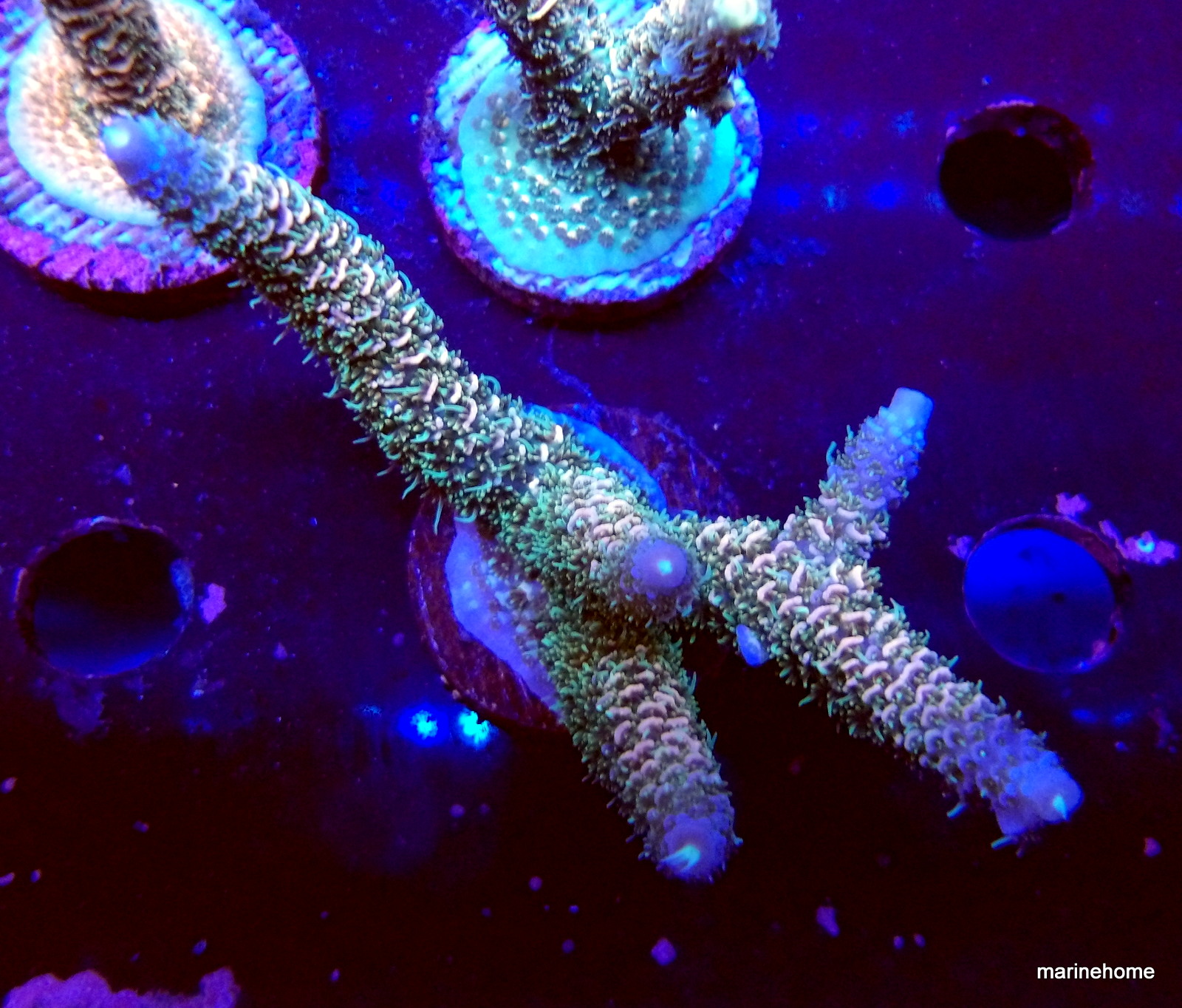 KODAK Digital Still Camera