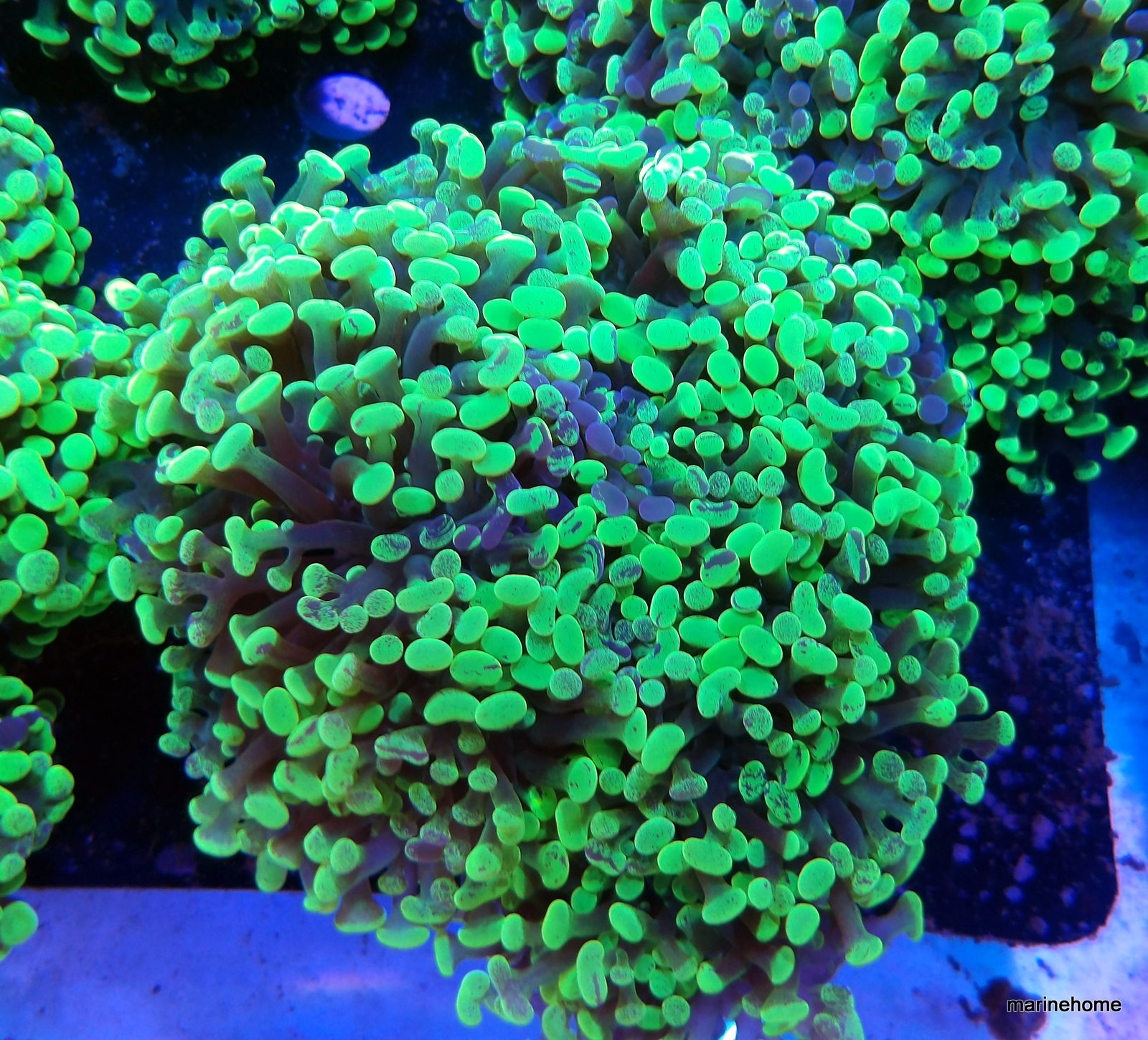 KODAK Digital Still Camera