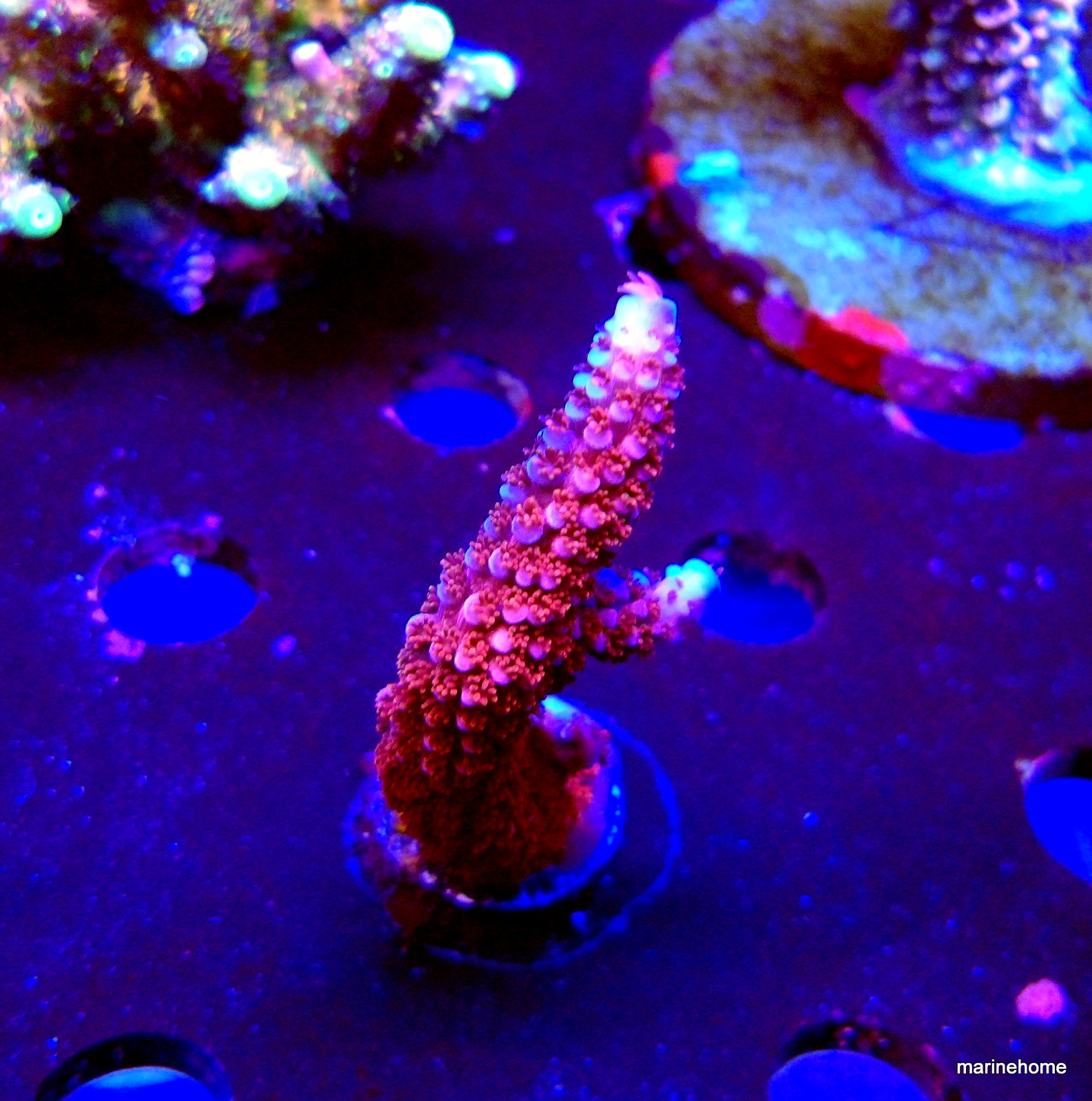 KODAK Digital Still Camera