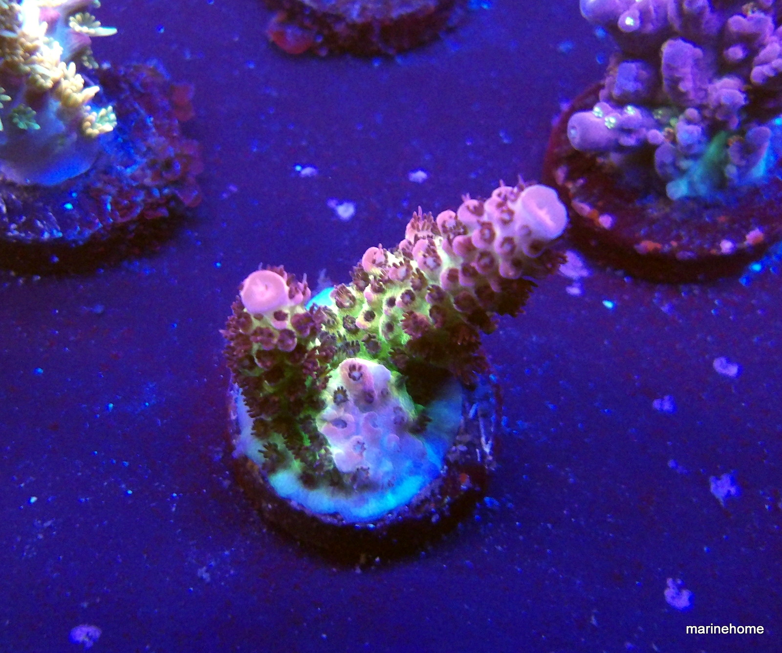 KODAK Digital Still Camera