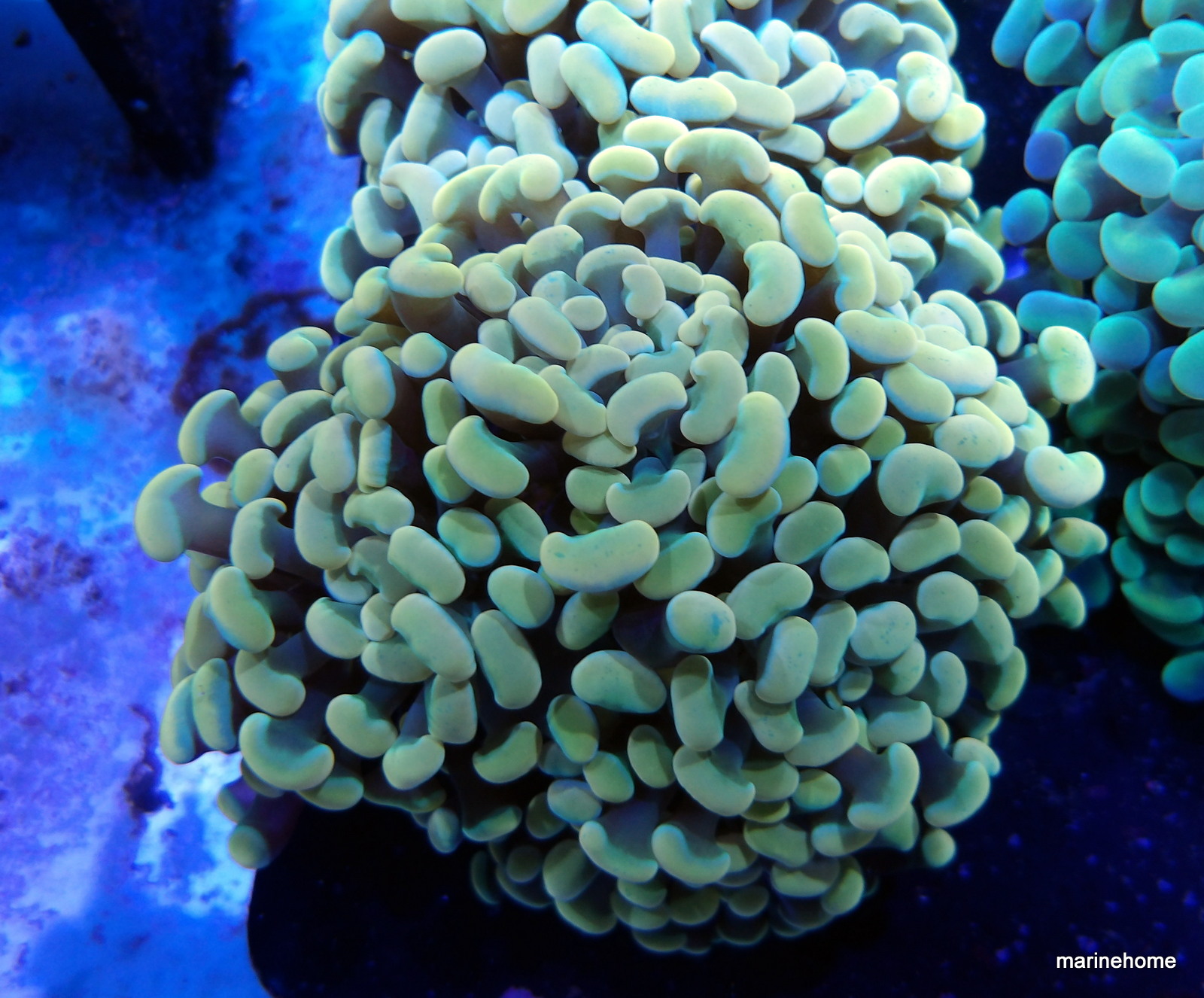 KODAK Digital Still Camera