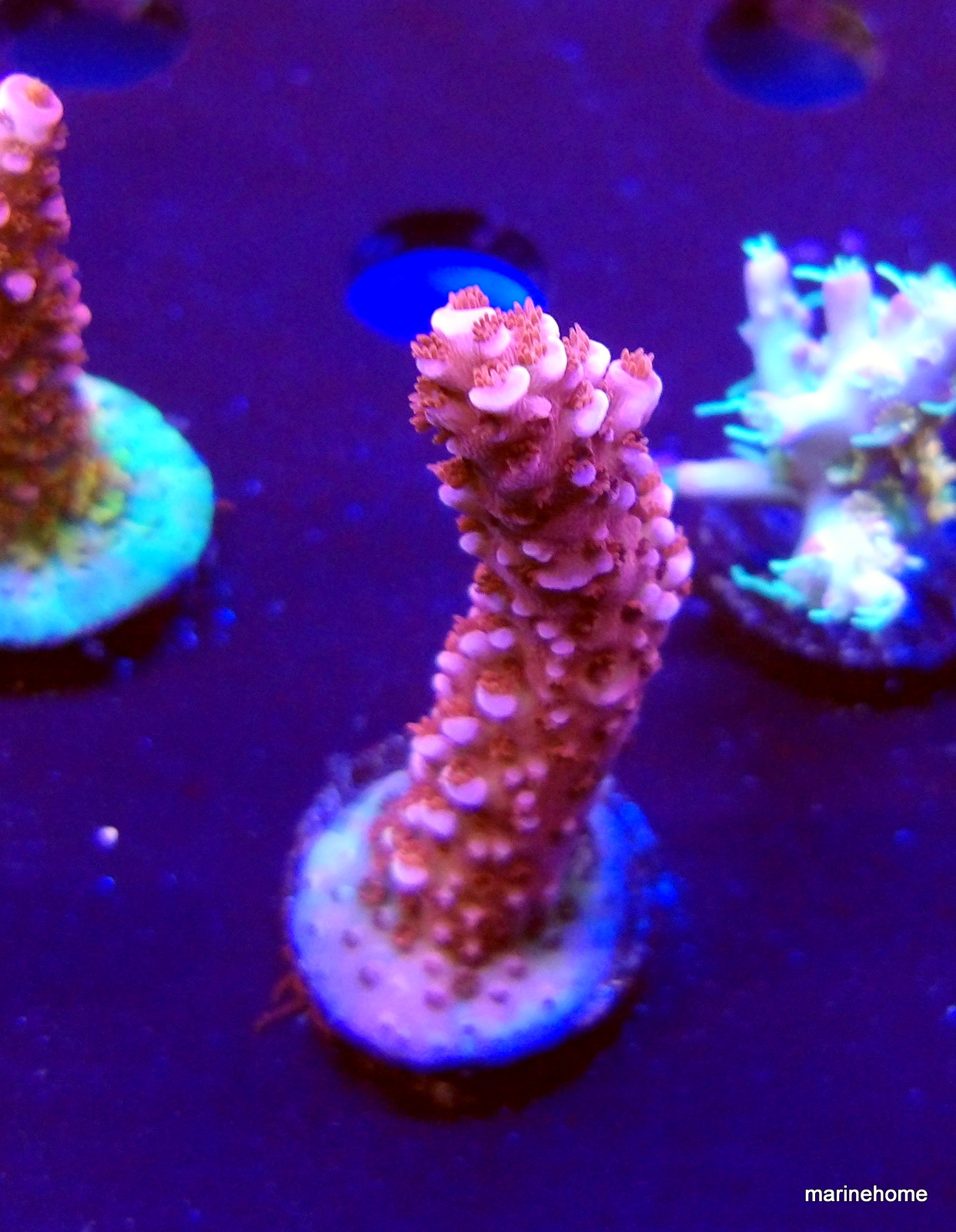 KODAK Digital Still Camera