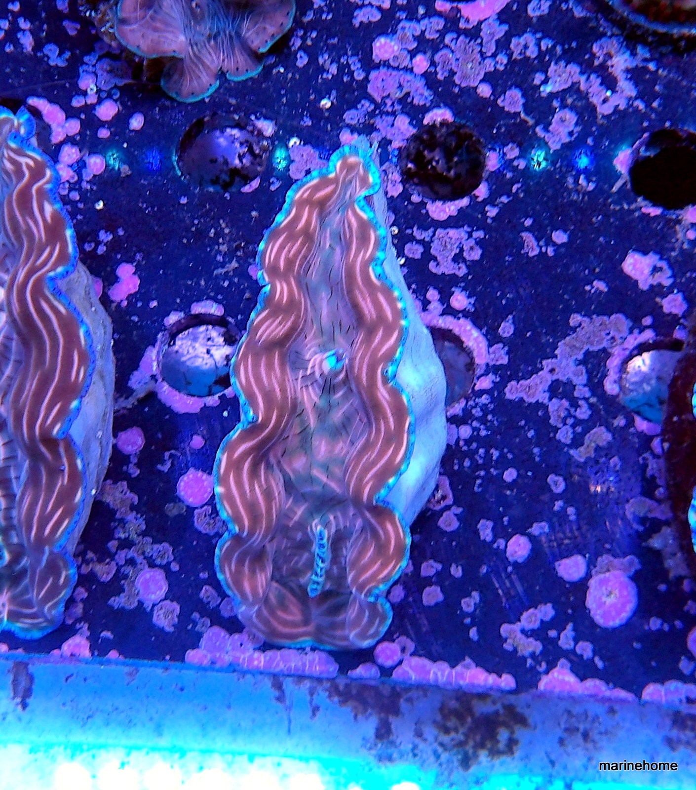 KODAK Digital Still Camera