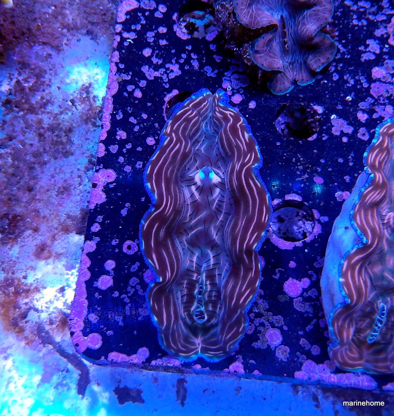 KODAK Digital Still Camera