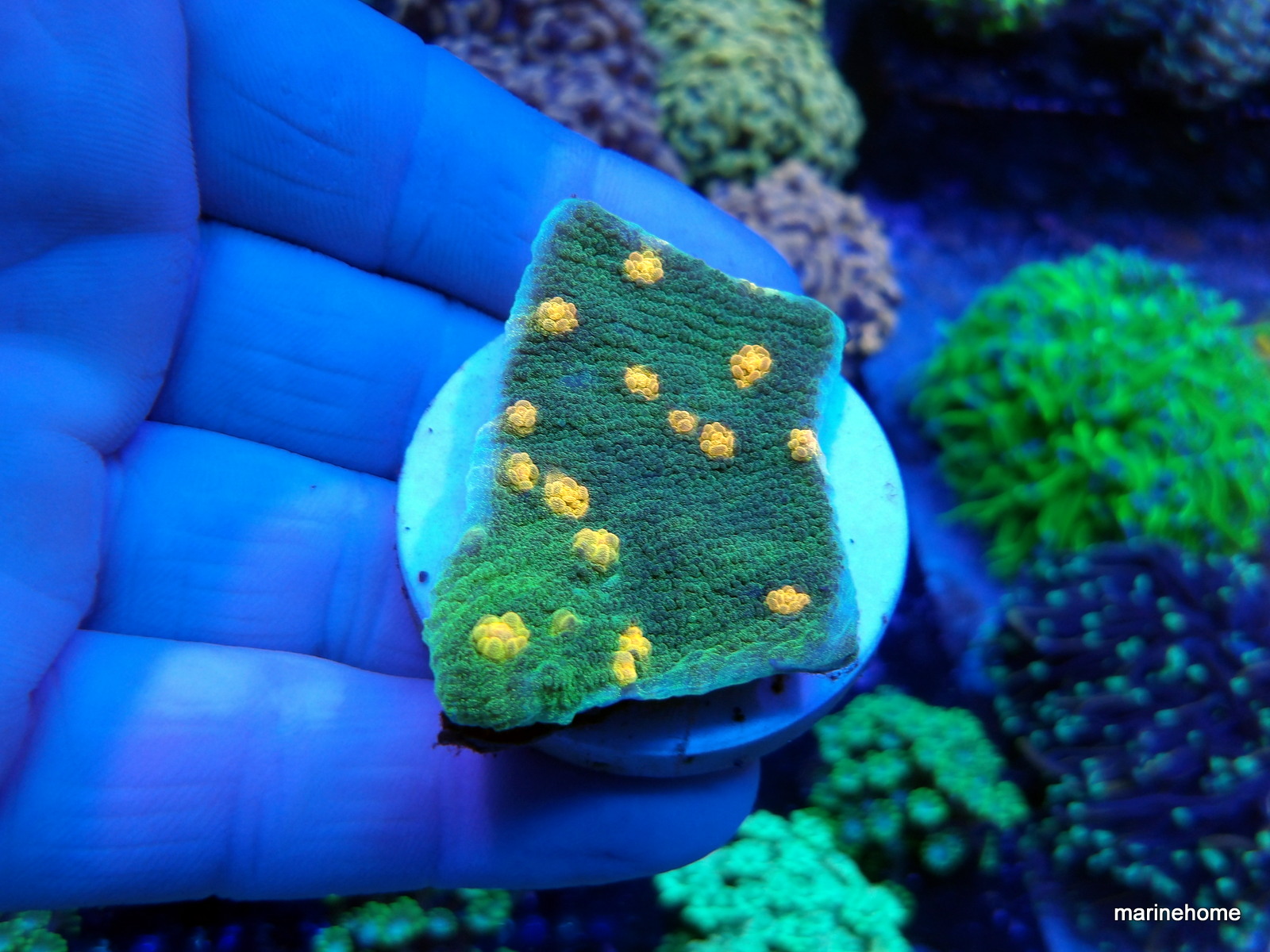 KODAK Digital Still Camera