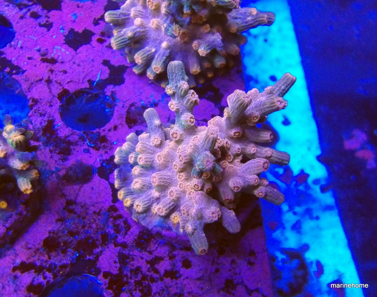 KODAK Digital Still Camera