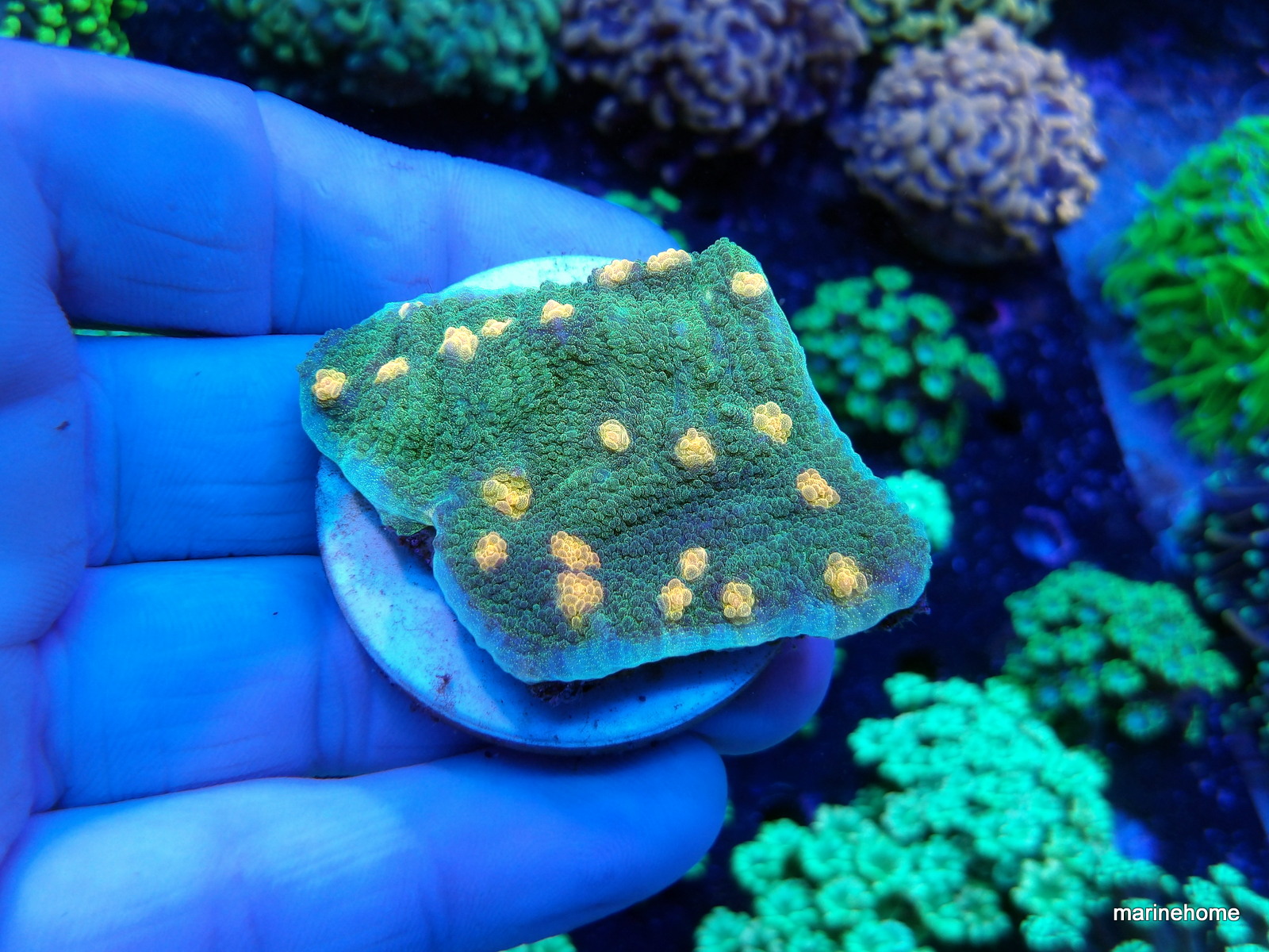 KODAK Digital Still Camera