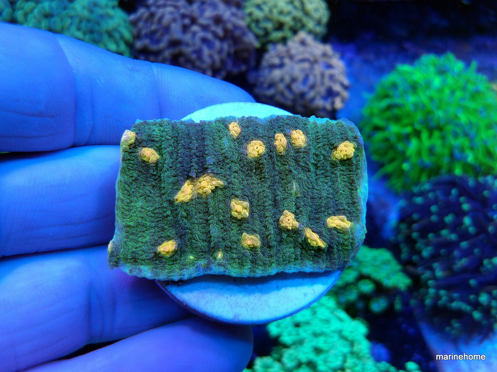 KODAK Digital Still Camera