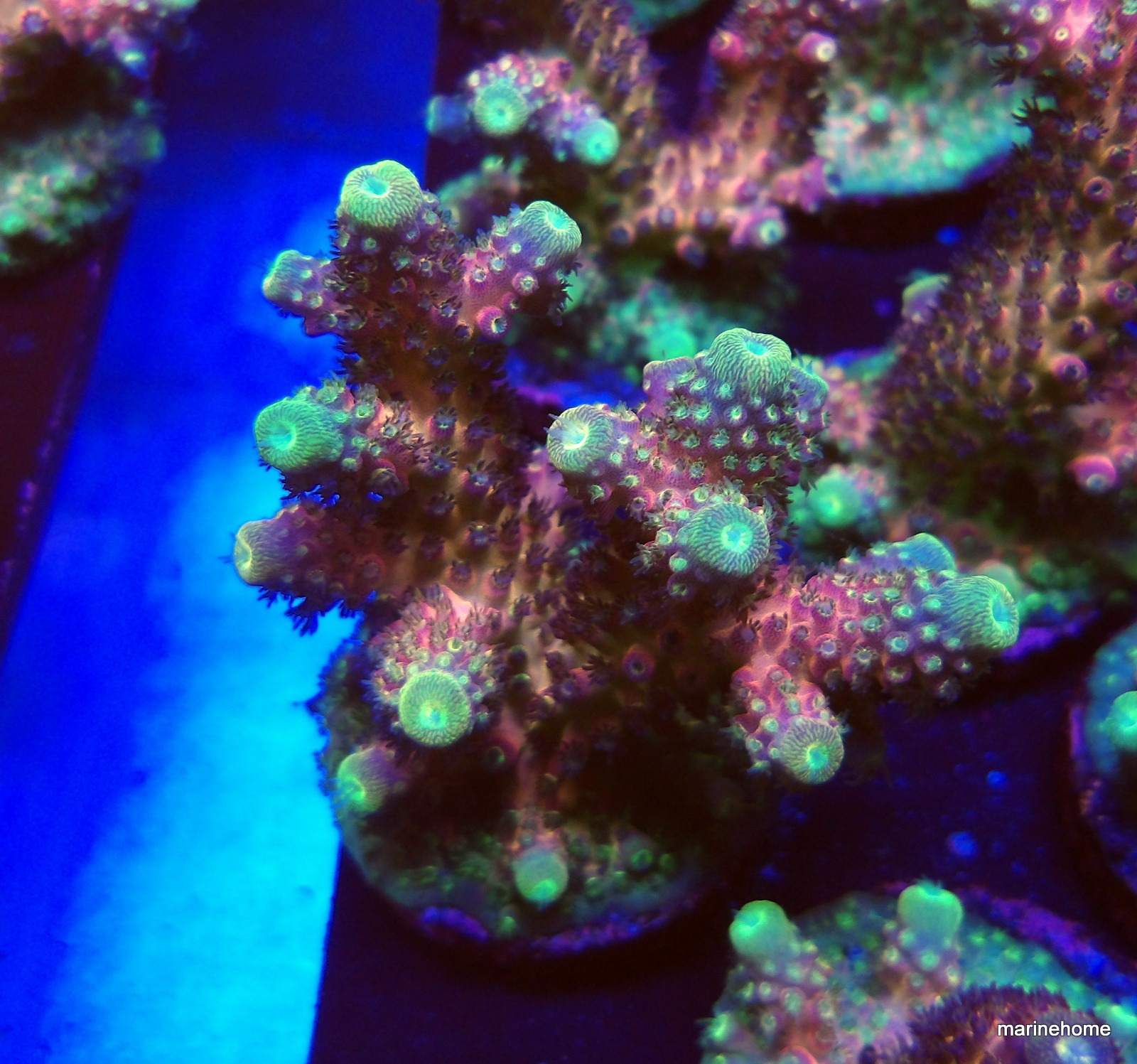 KODAK Digital Still Camera