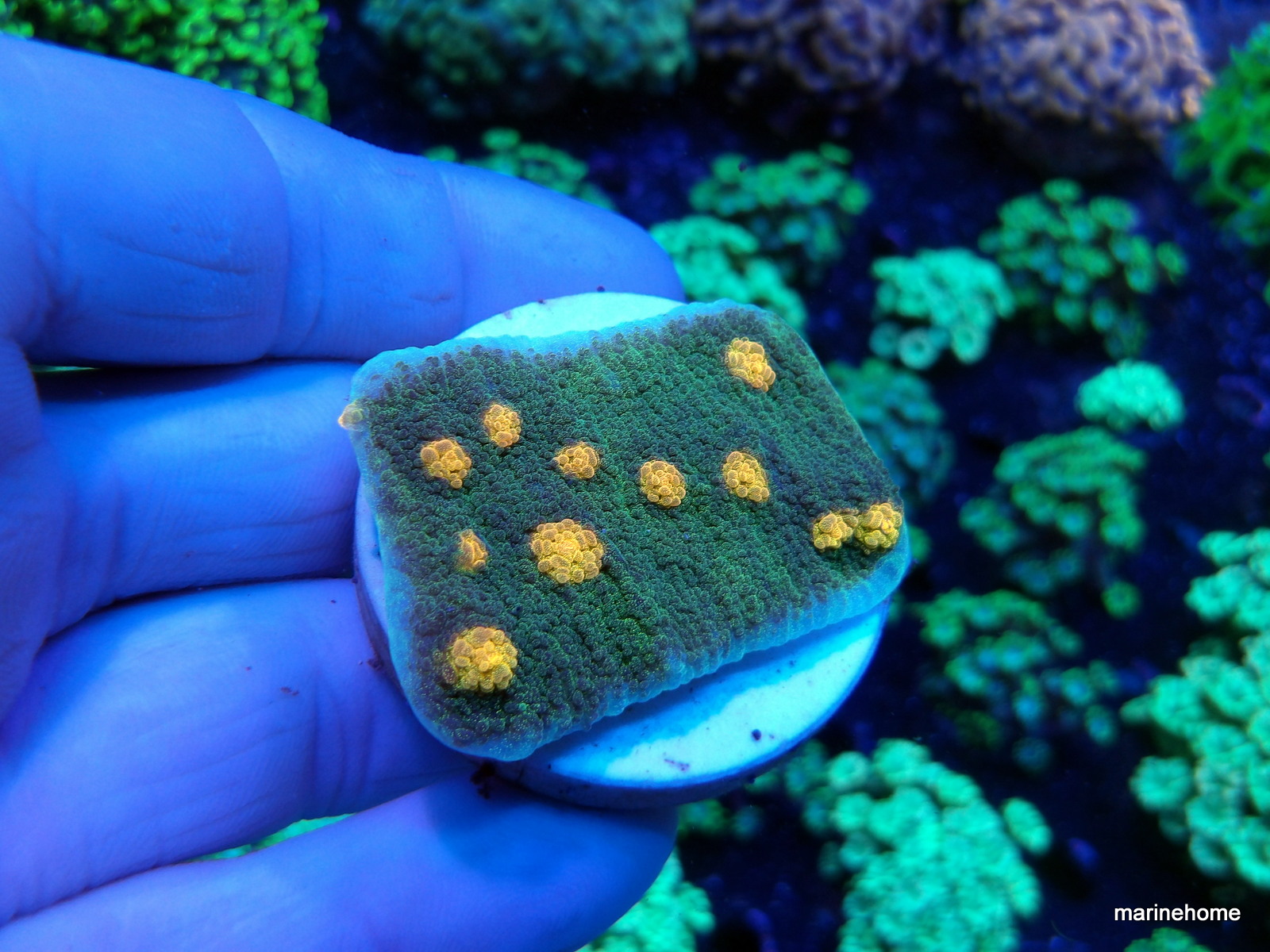 KODAK Digital Still Camera