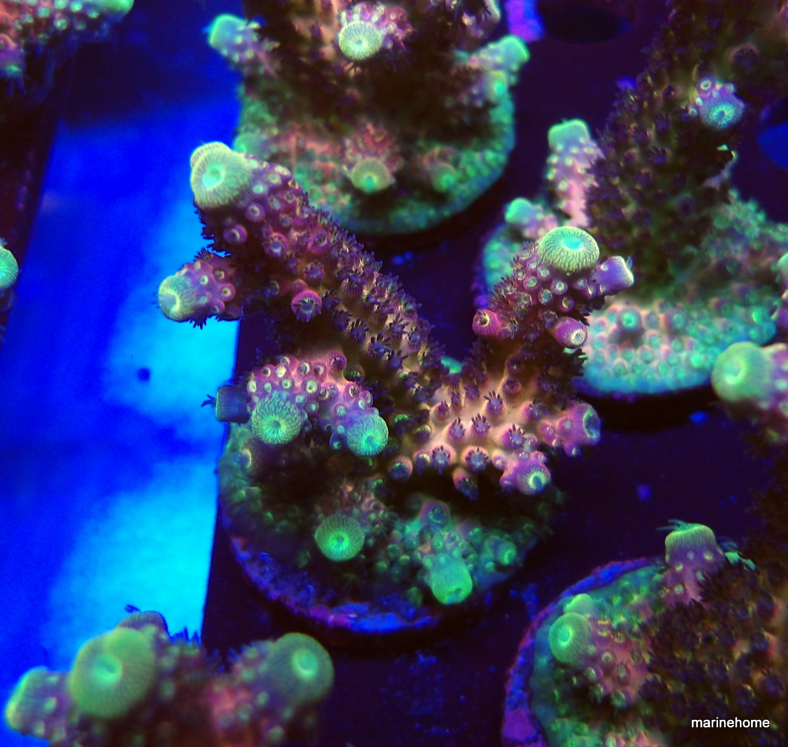 KODAK Digital Still Camera