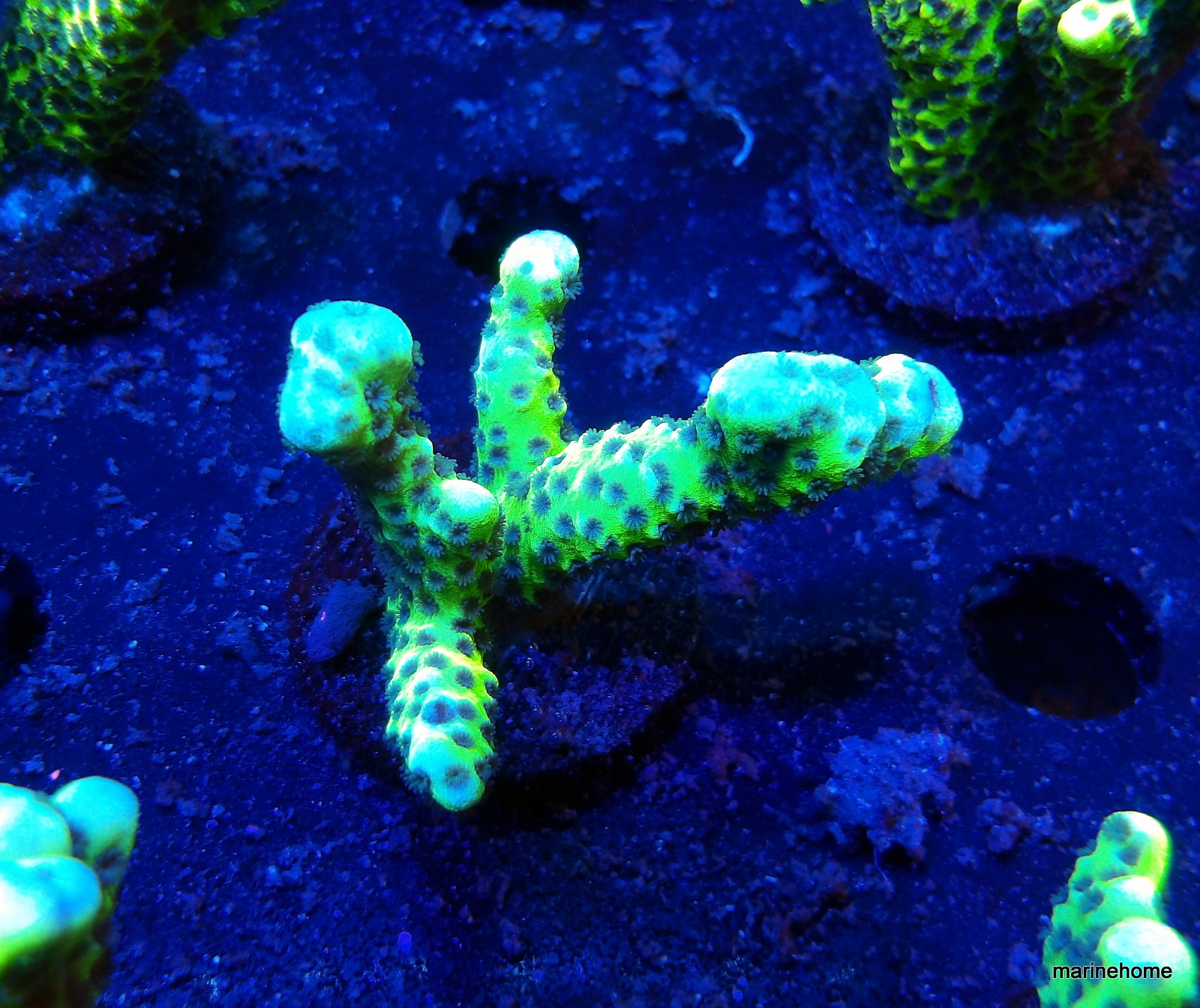 KODAK Digital Still Camera