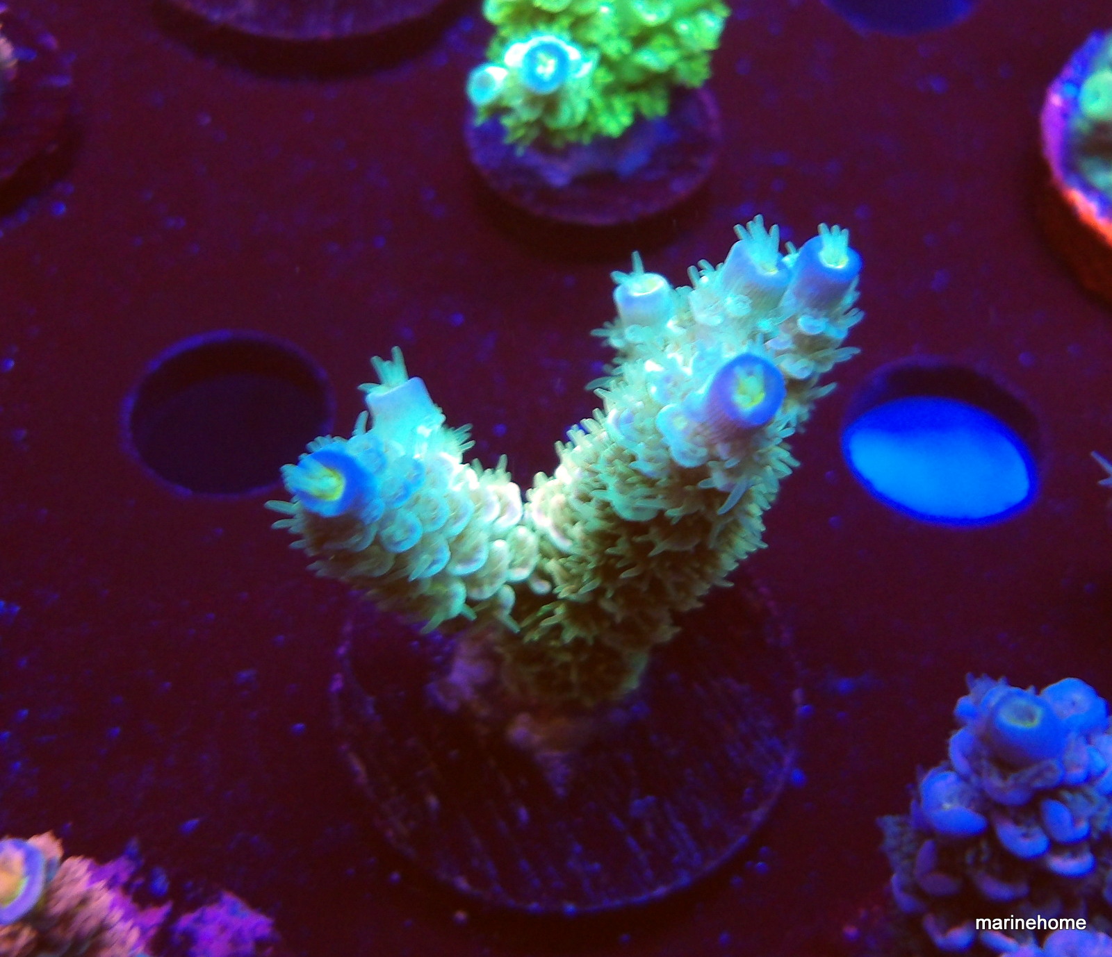 KODAK Digital Still Camera