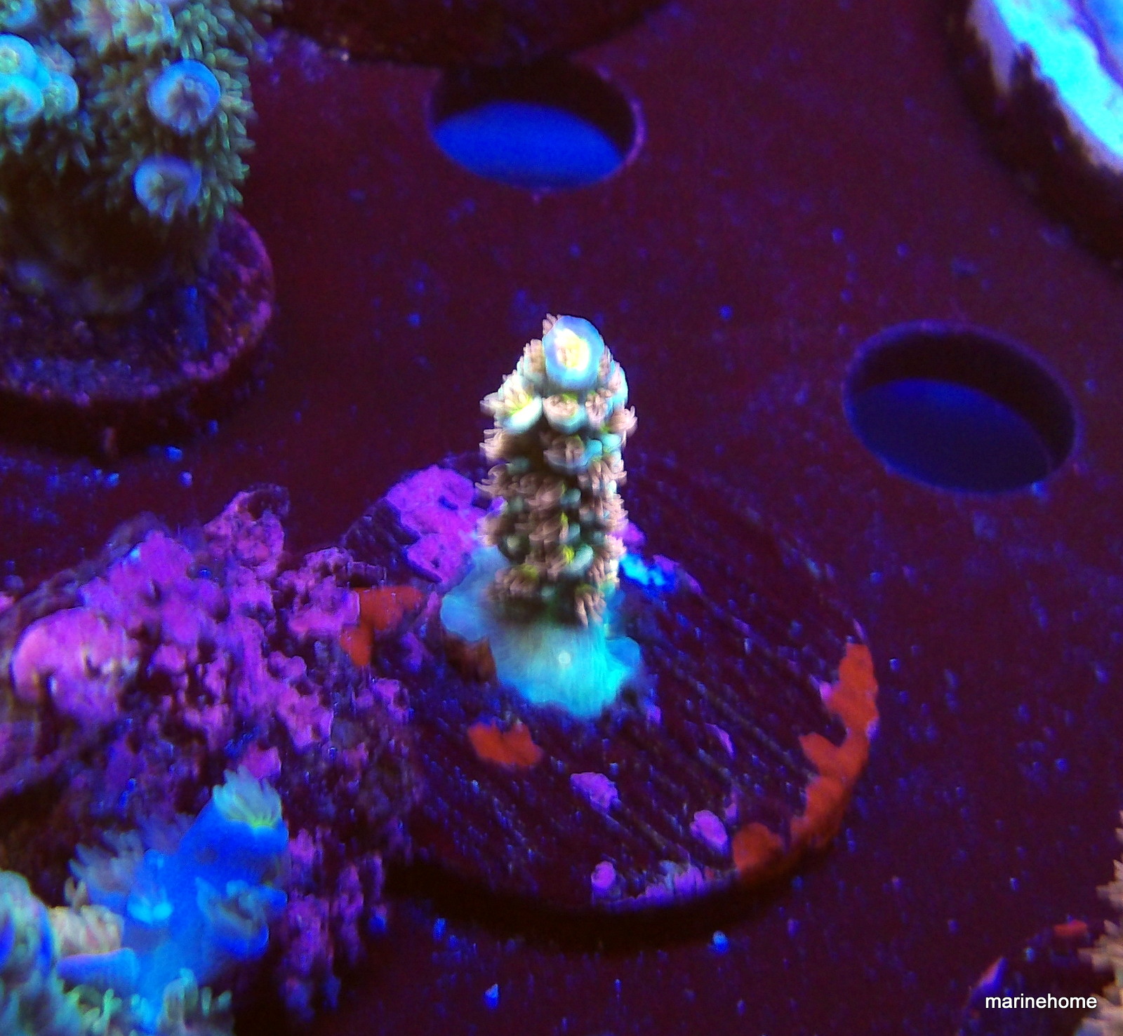 KODAK Digital Still Camera