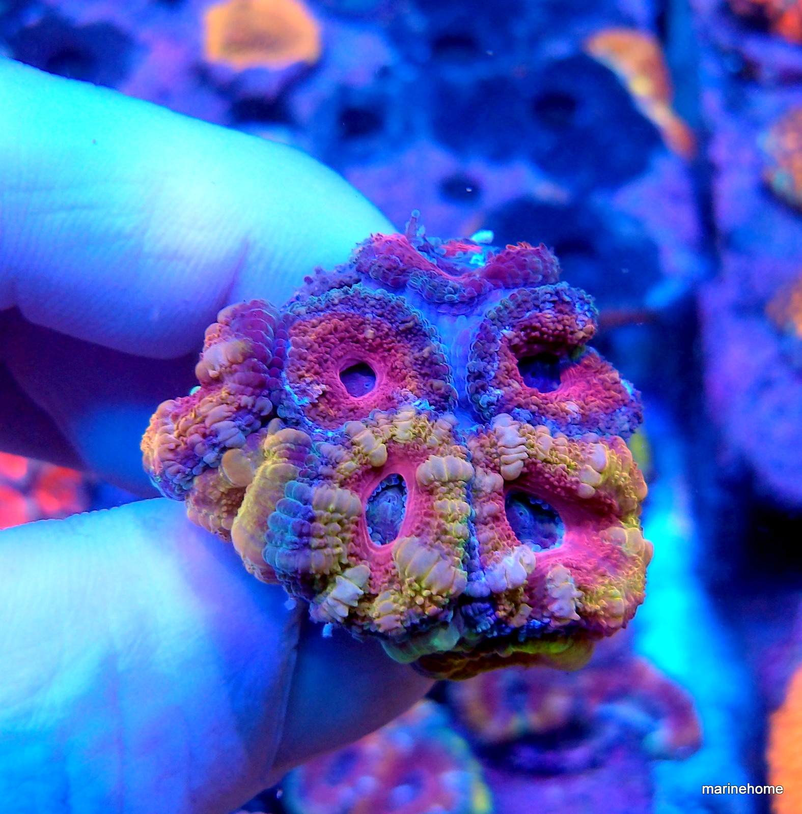 KODAK Digital Still Camera