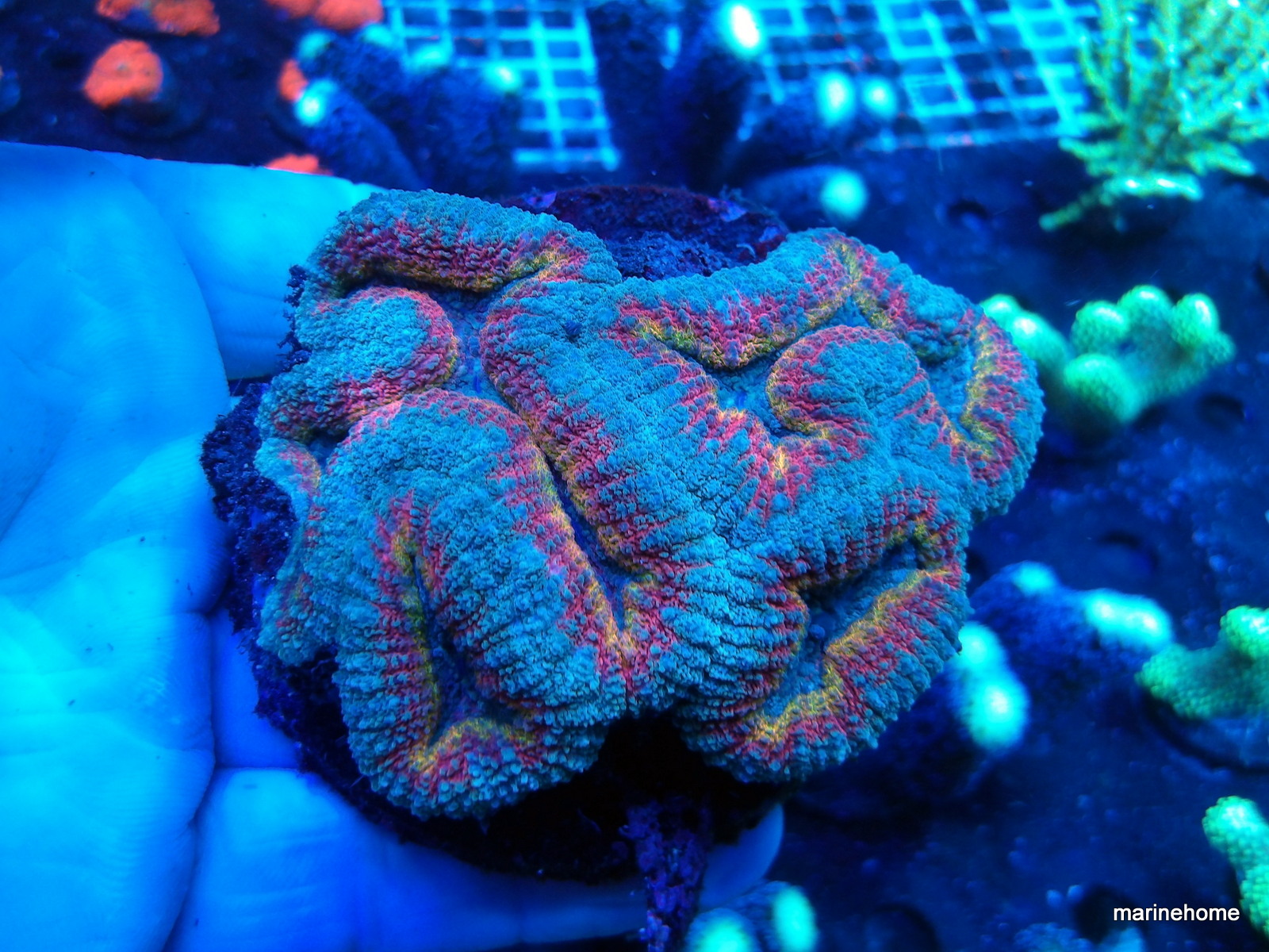 KODAK Digital Still Camera