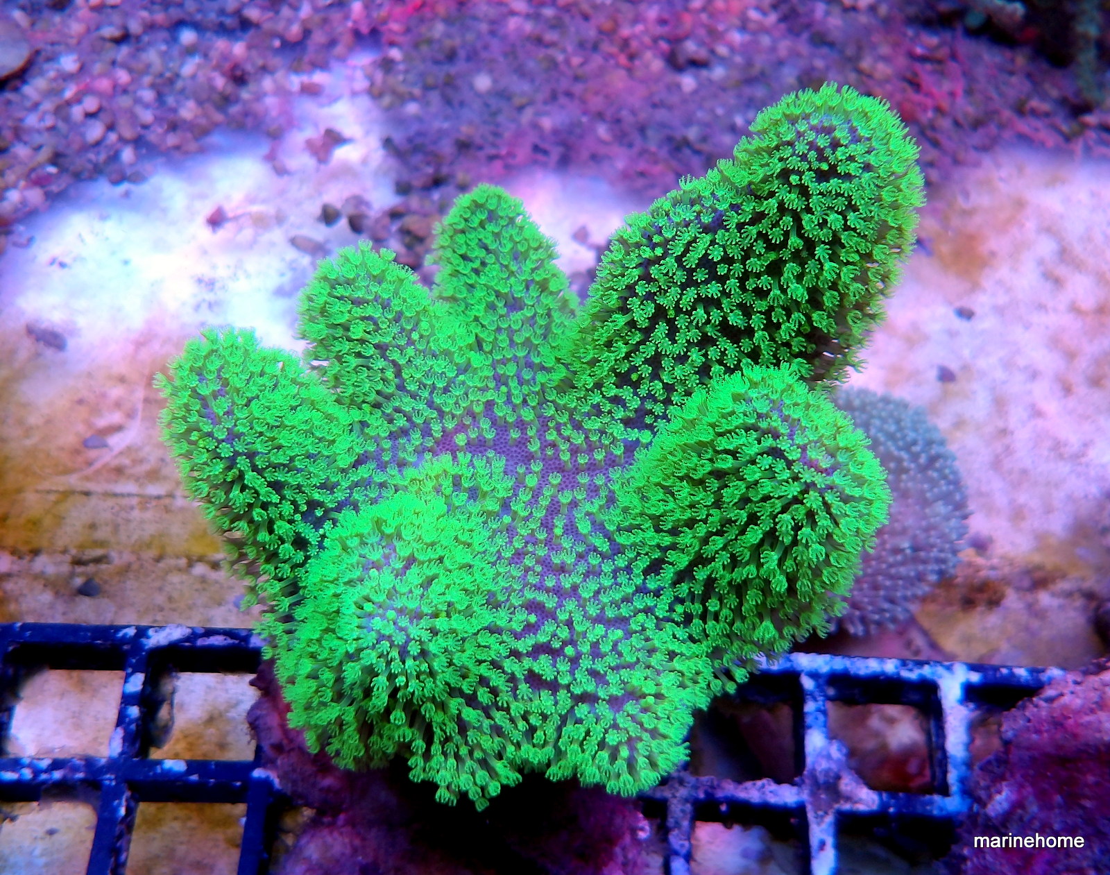 KODAK Digital Still Camera