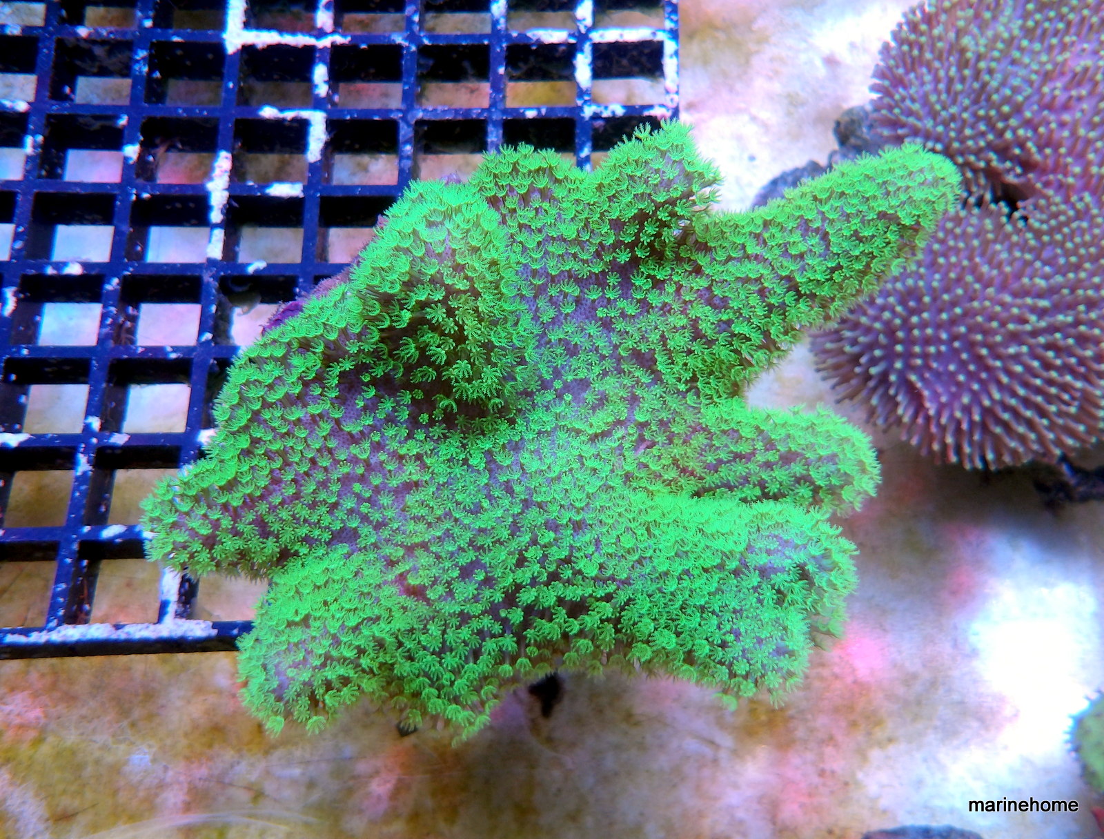 KODAK Digital Still Camera