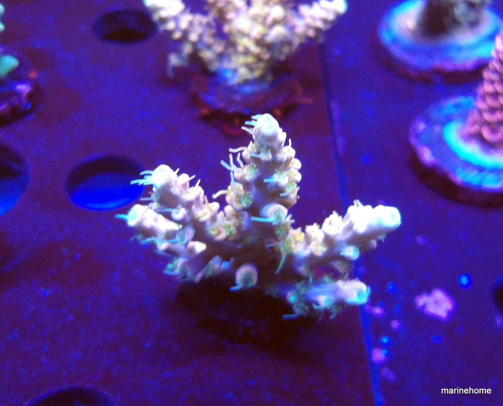 KODAK Digital Still Camera