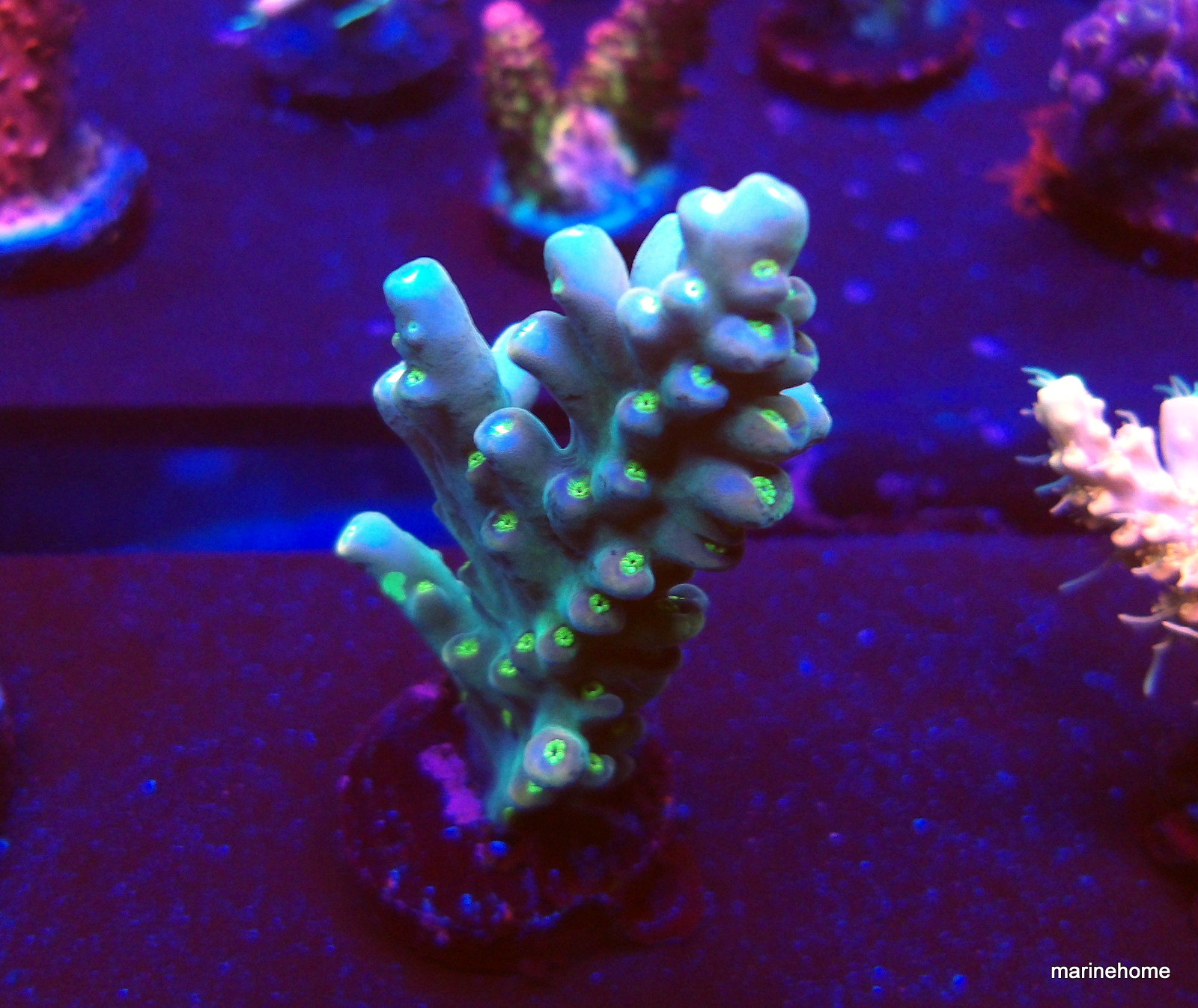 KODAK Digital Still Camera