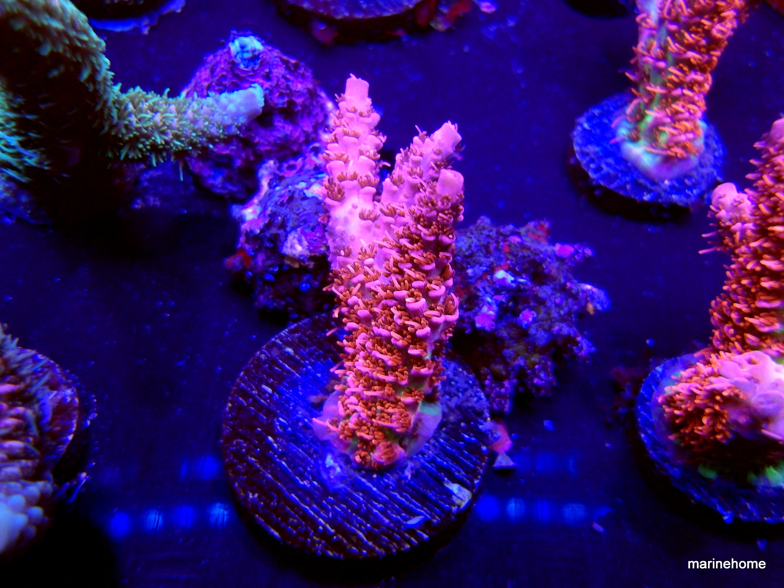 KODAK Digital Still Camera