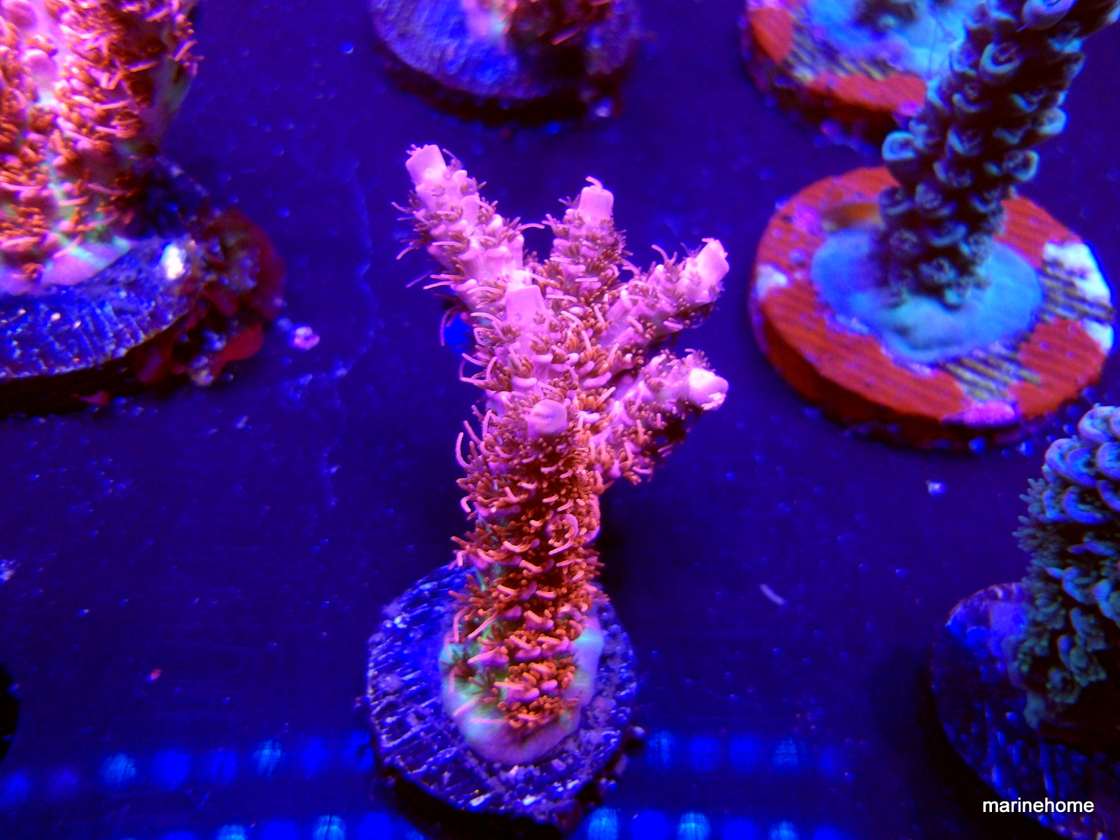 KODAK Digital Still Camera