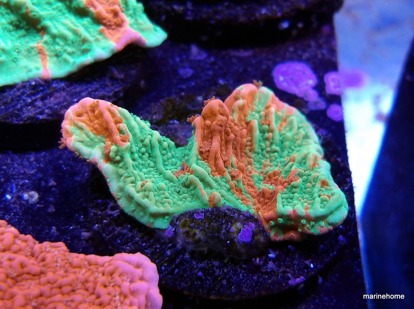 KODAK Digital Still Camera