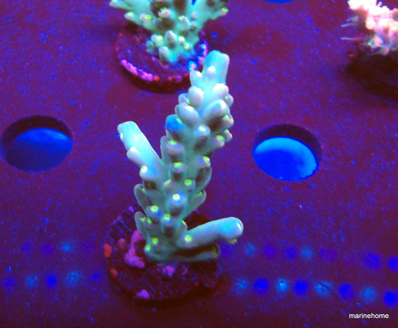 KODAK Digital Still Camera