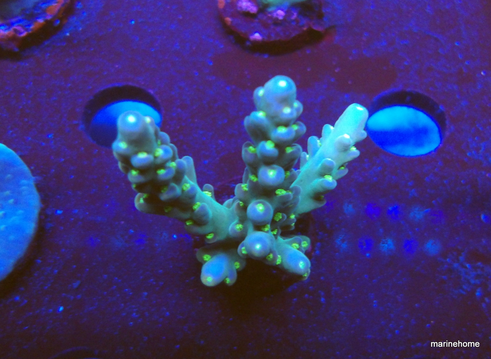 KODAK Digital Still Camera