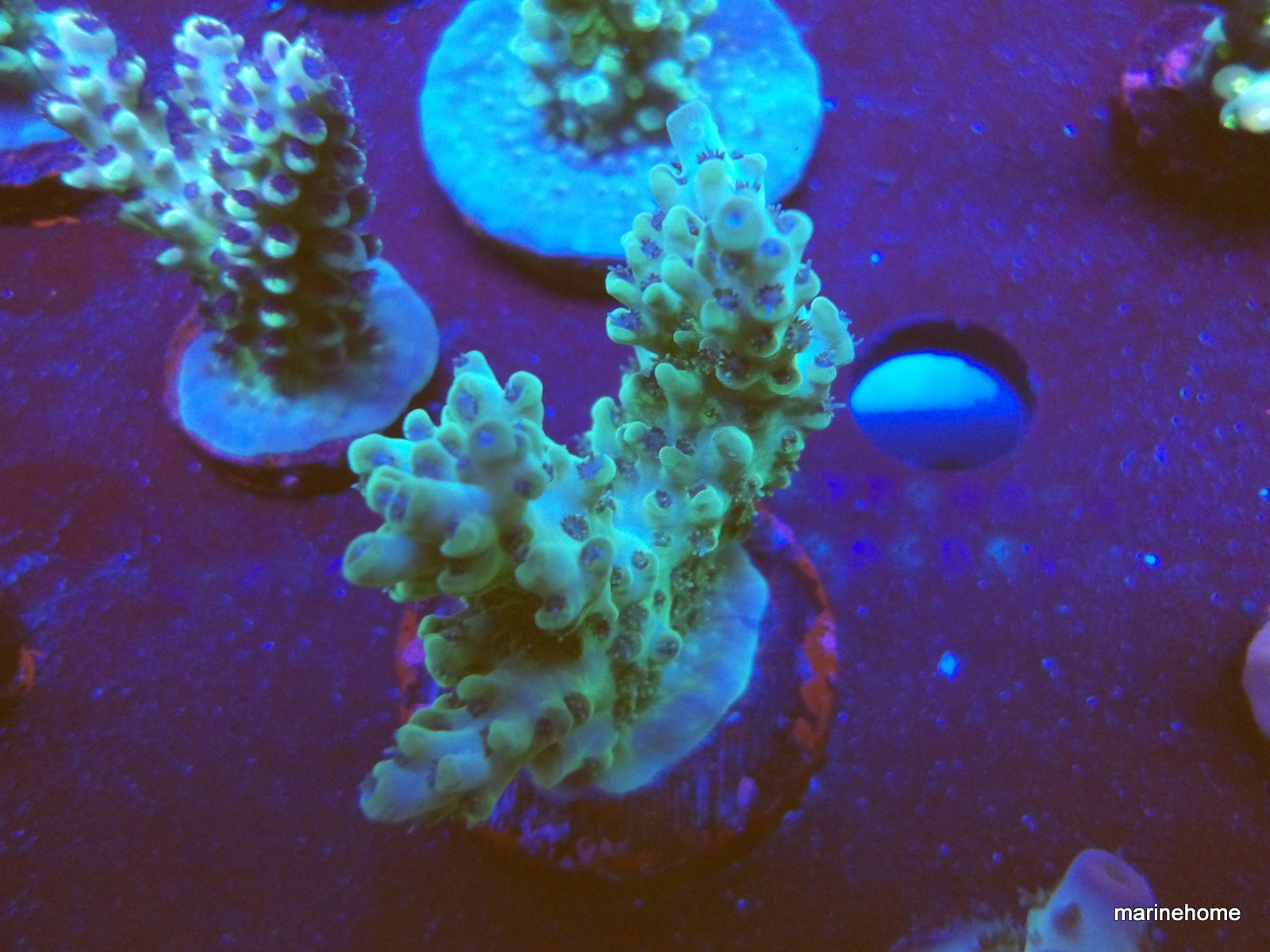 KODAK Digital Still Camera