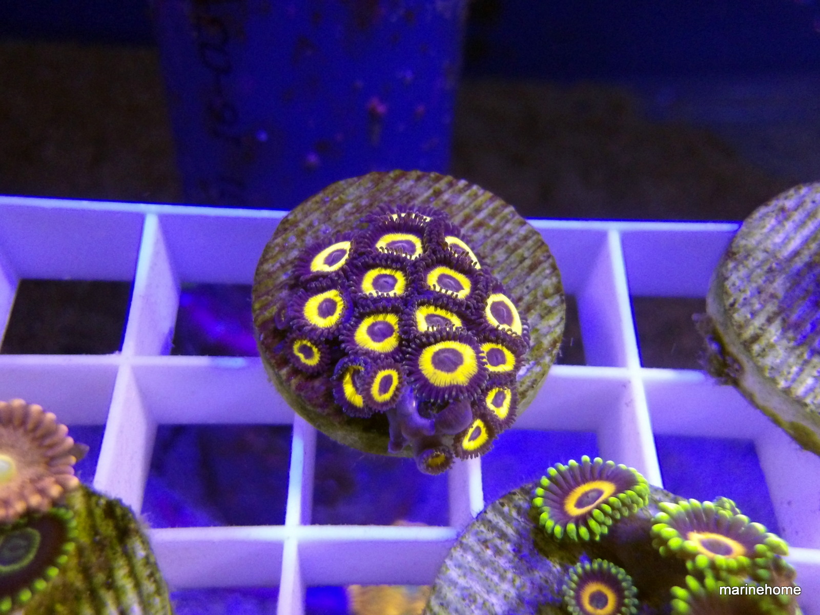 KODAK Digital Still Camera