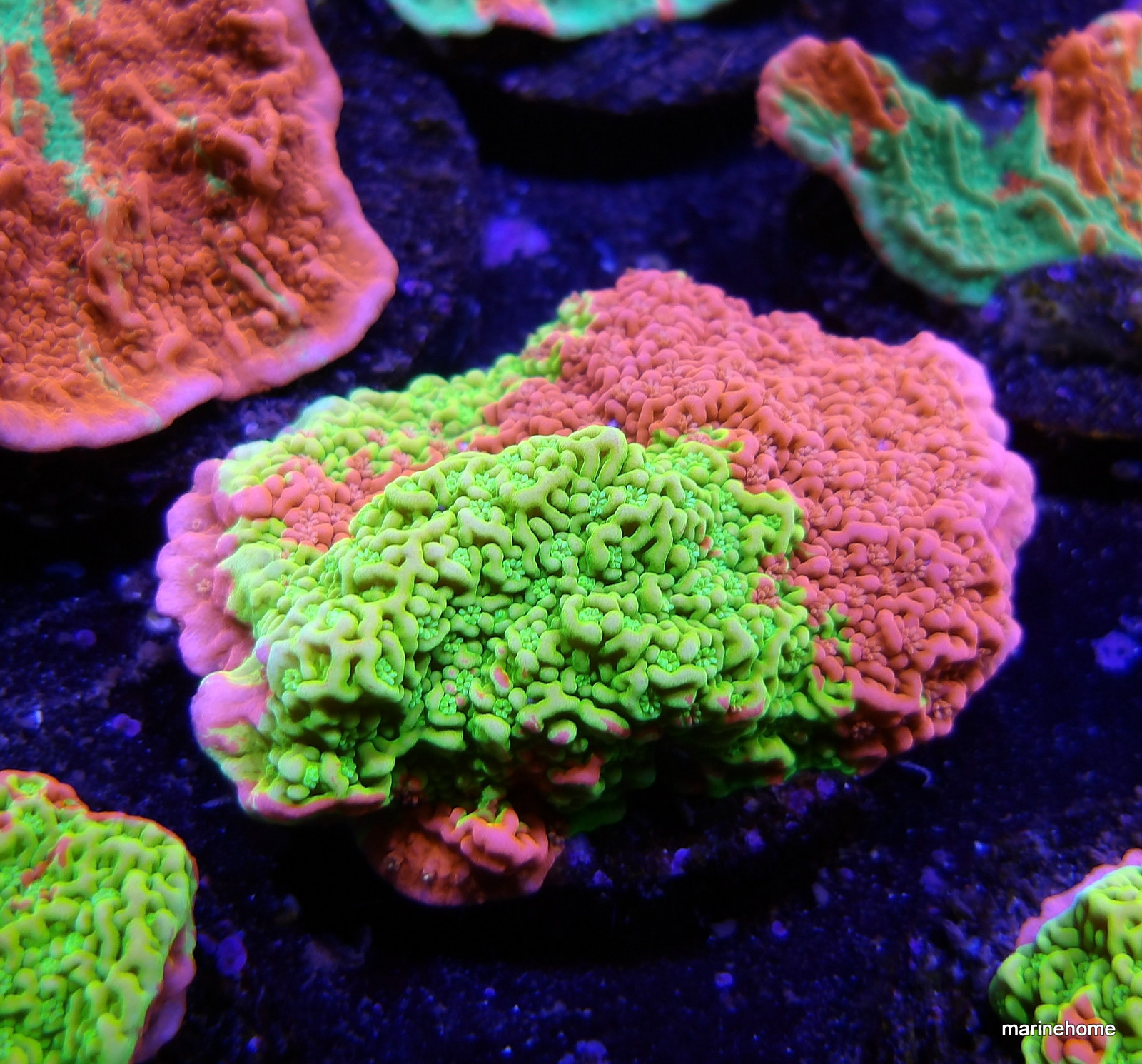 KODAK Digital Still Camera