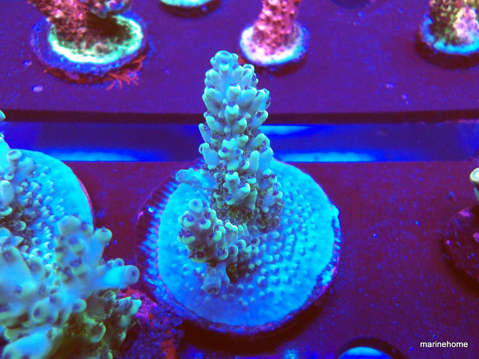 KODAK Digital Still Camera