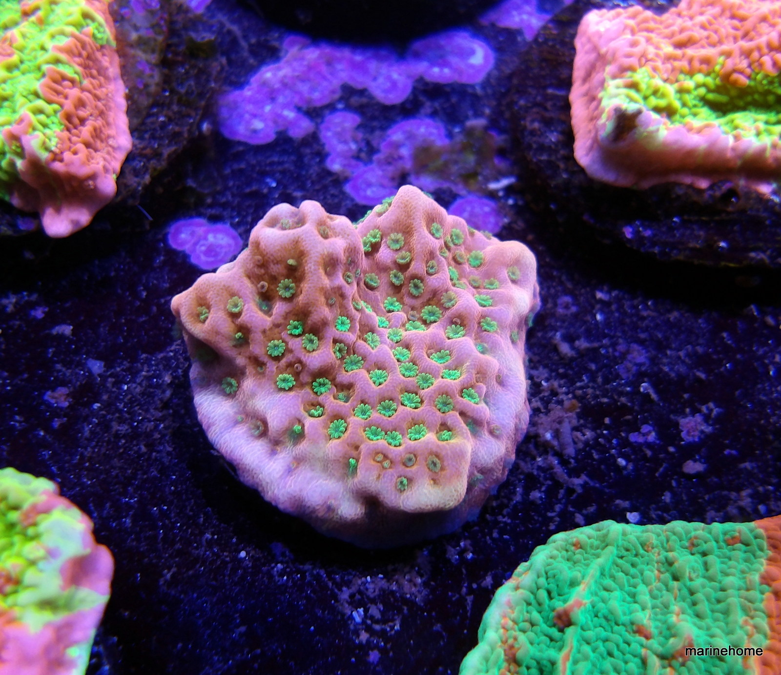 KODAK Digital Still Camera