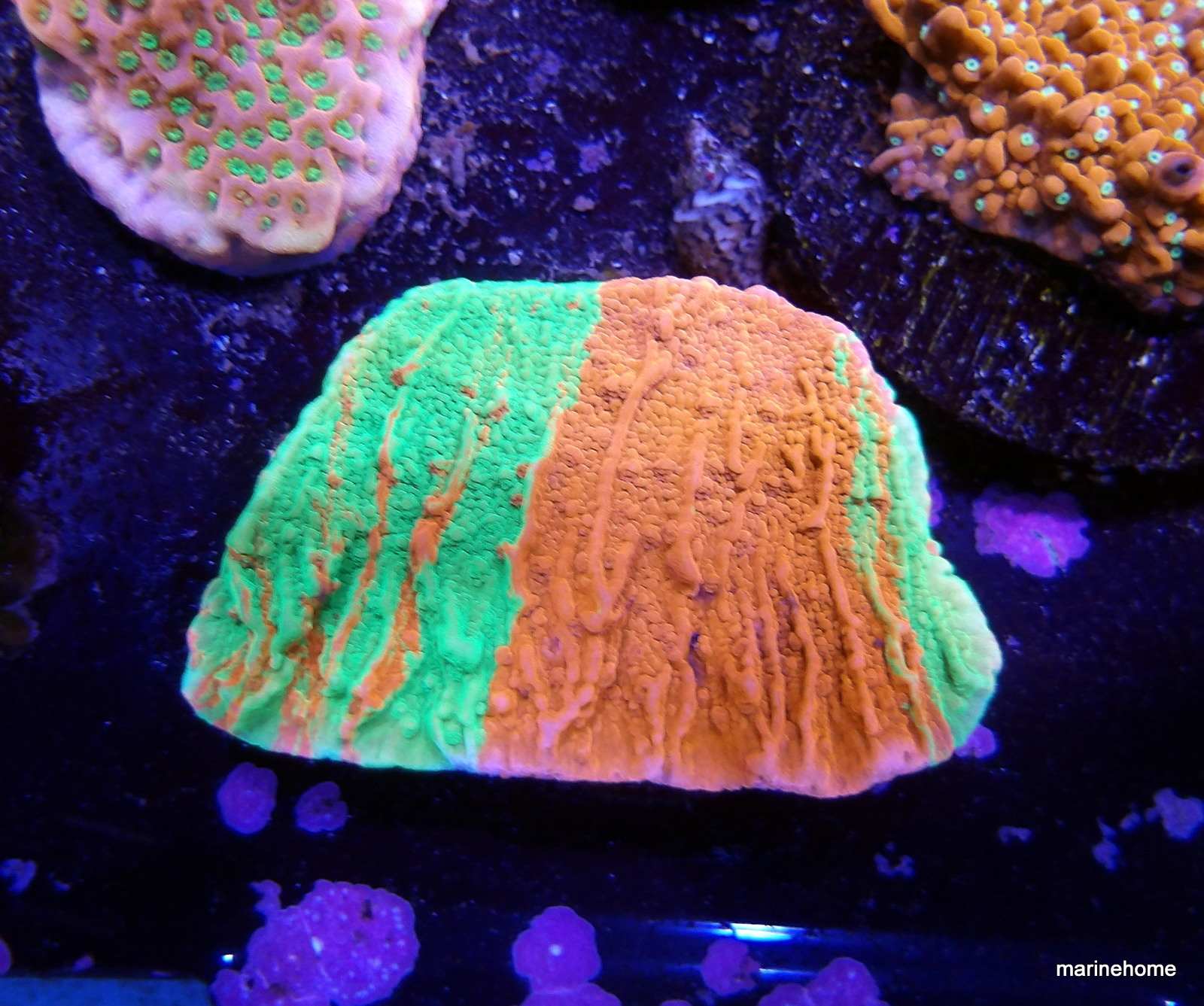 KODAK Digital Still Camera