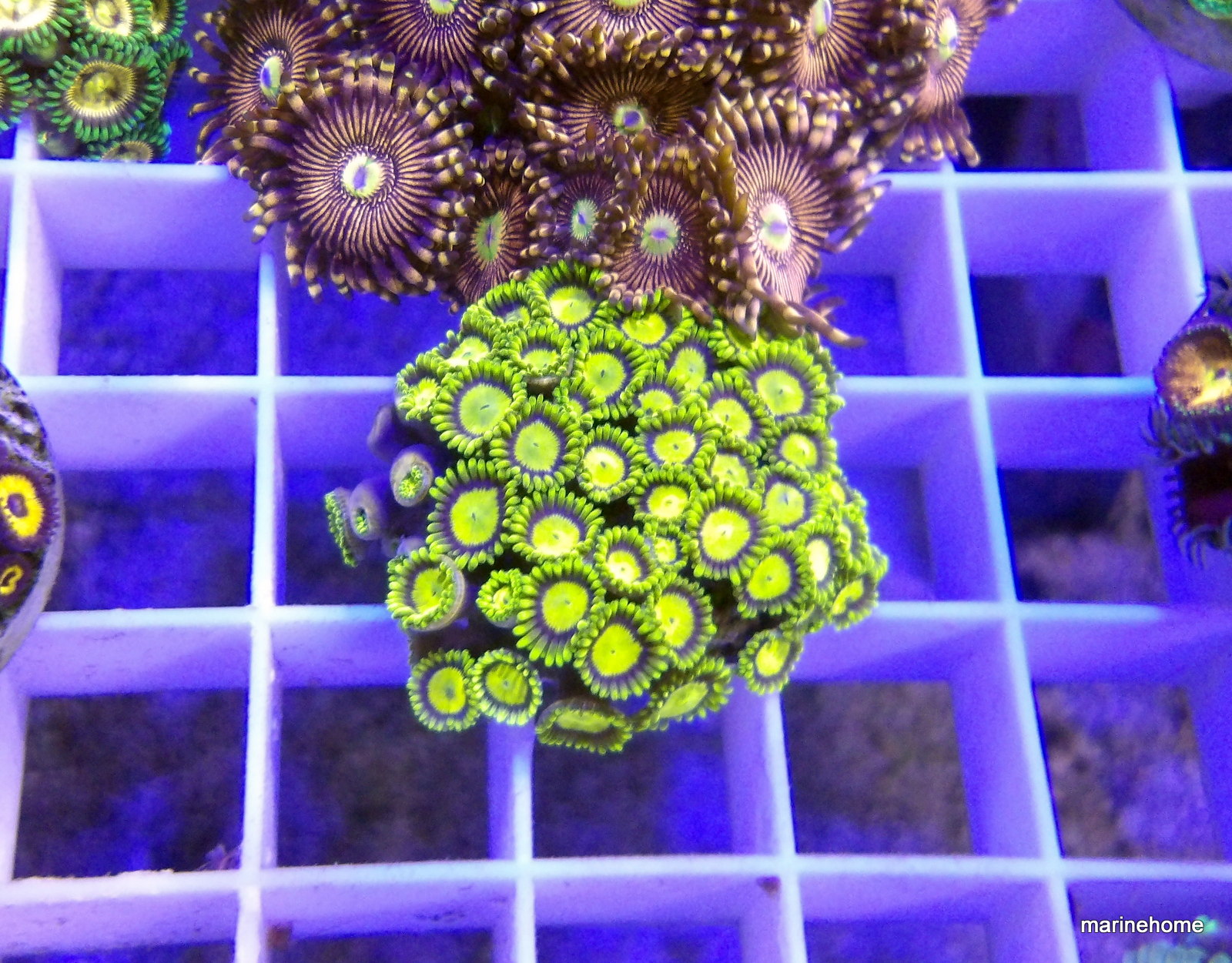 KODAK Digital Still Camera