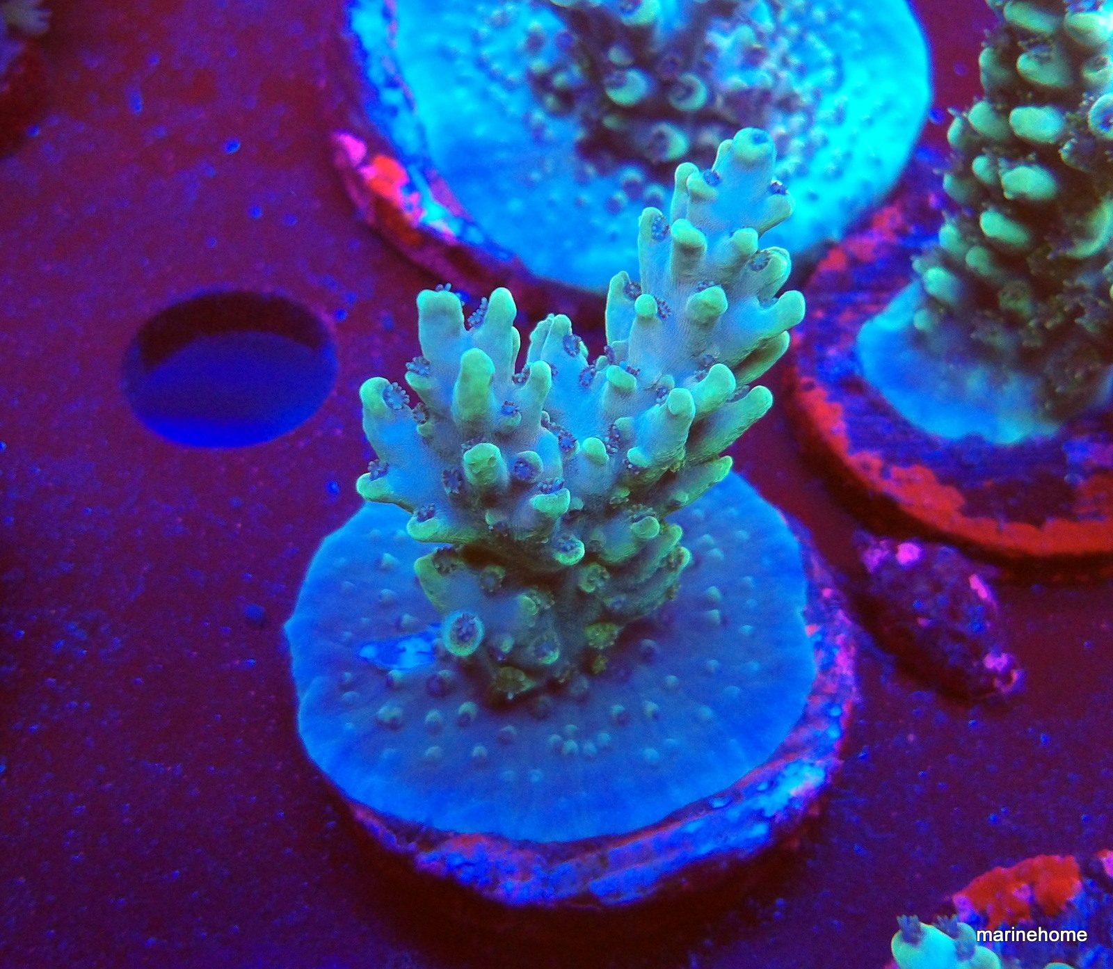 KODAK Digital Still Camera