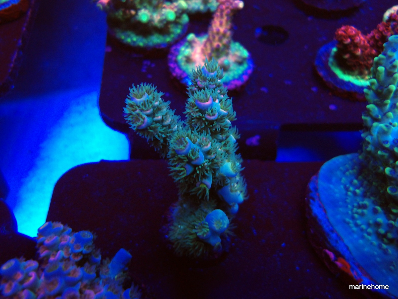 KODAK Digital Still Camera