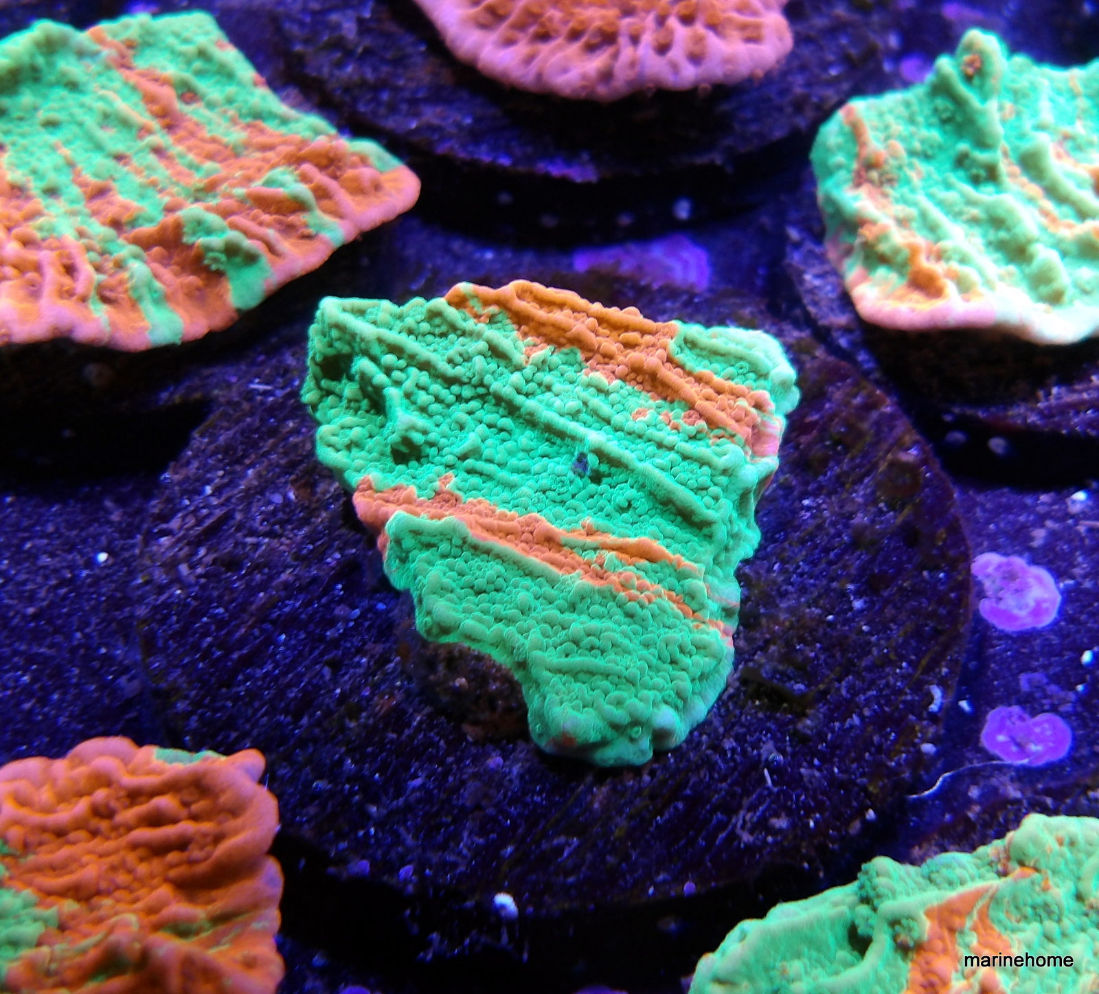 KODAK Digital Still Camera