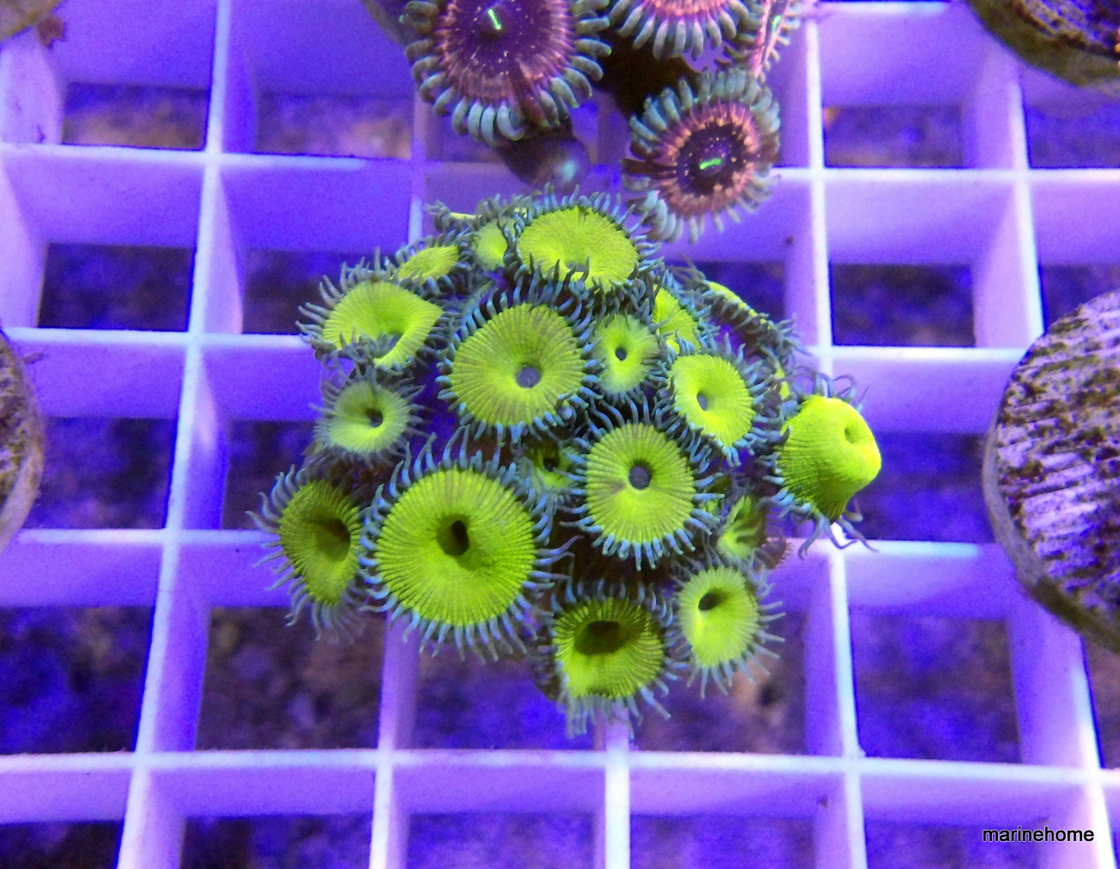 KODAK Digital Still Camera