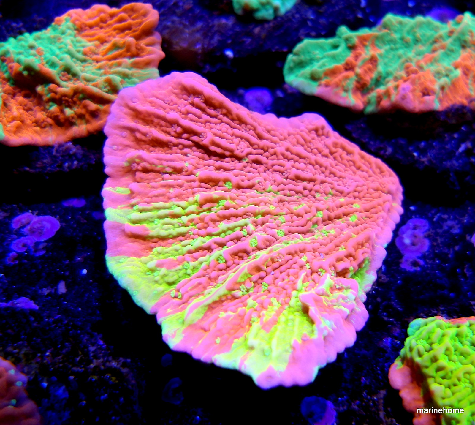 KODAK Digital Still Camera